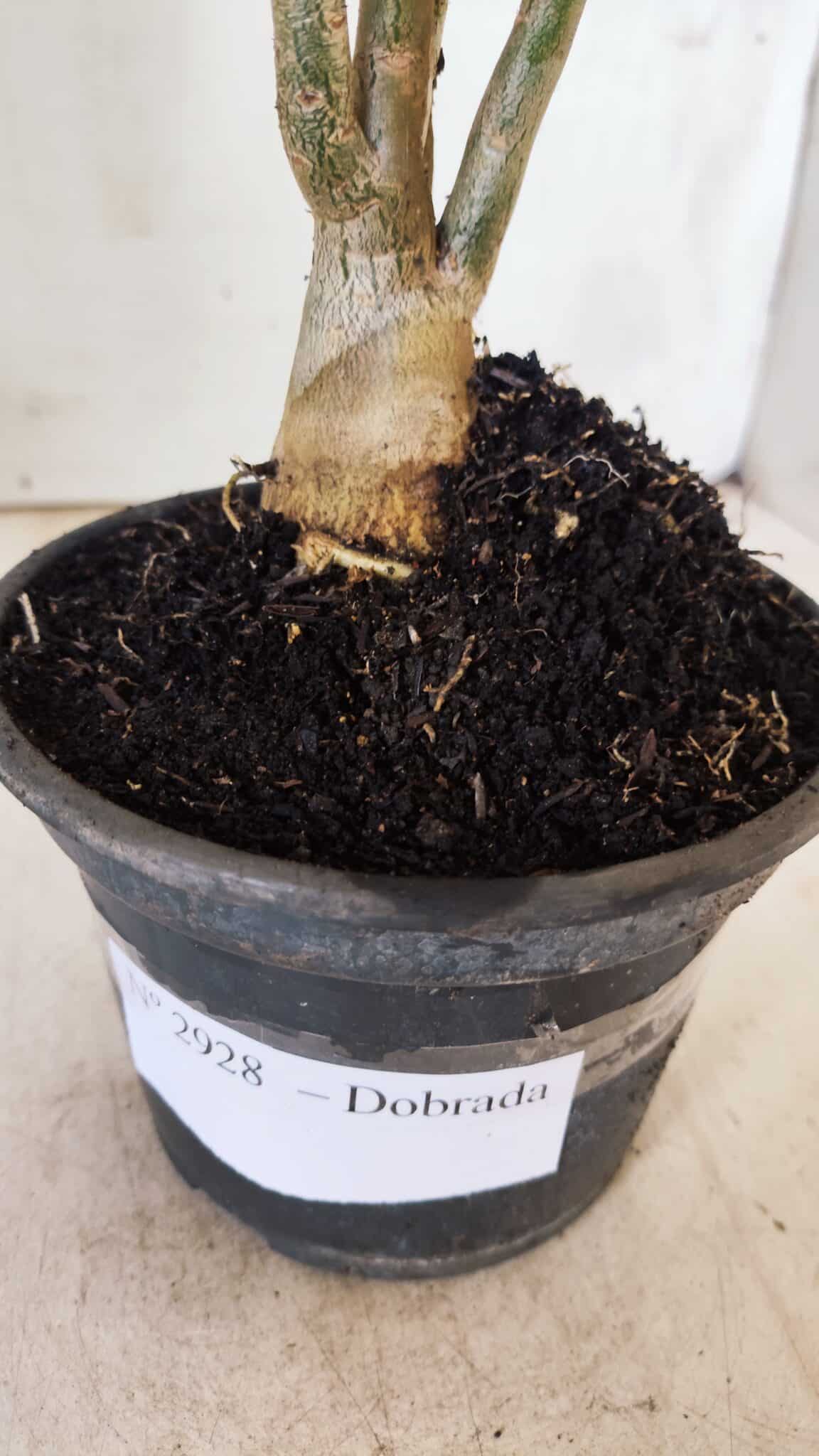 Planta Dobrada 2928 – 30cm – 02 anos