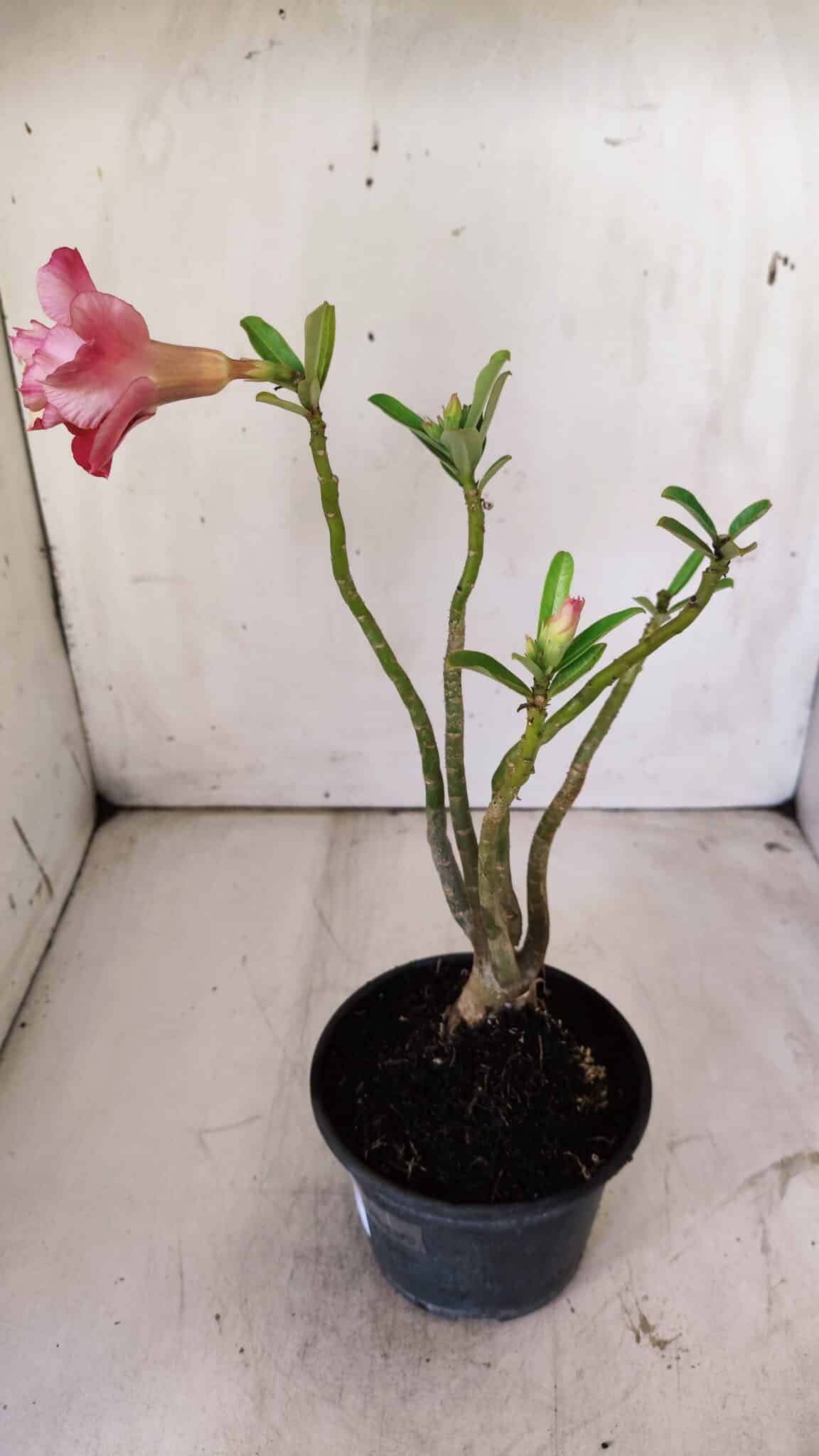 Planta Dobrada 2928 – 30cm – 02 anos