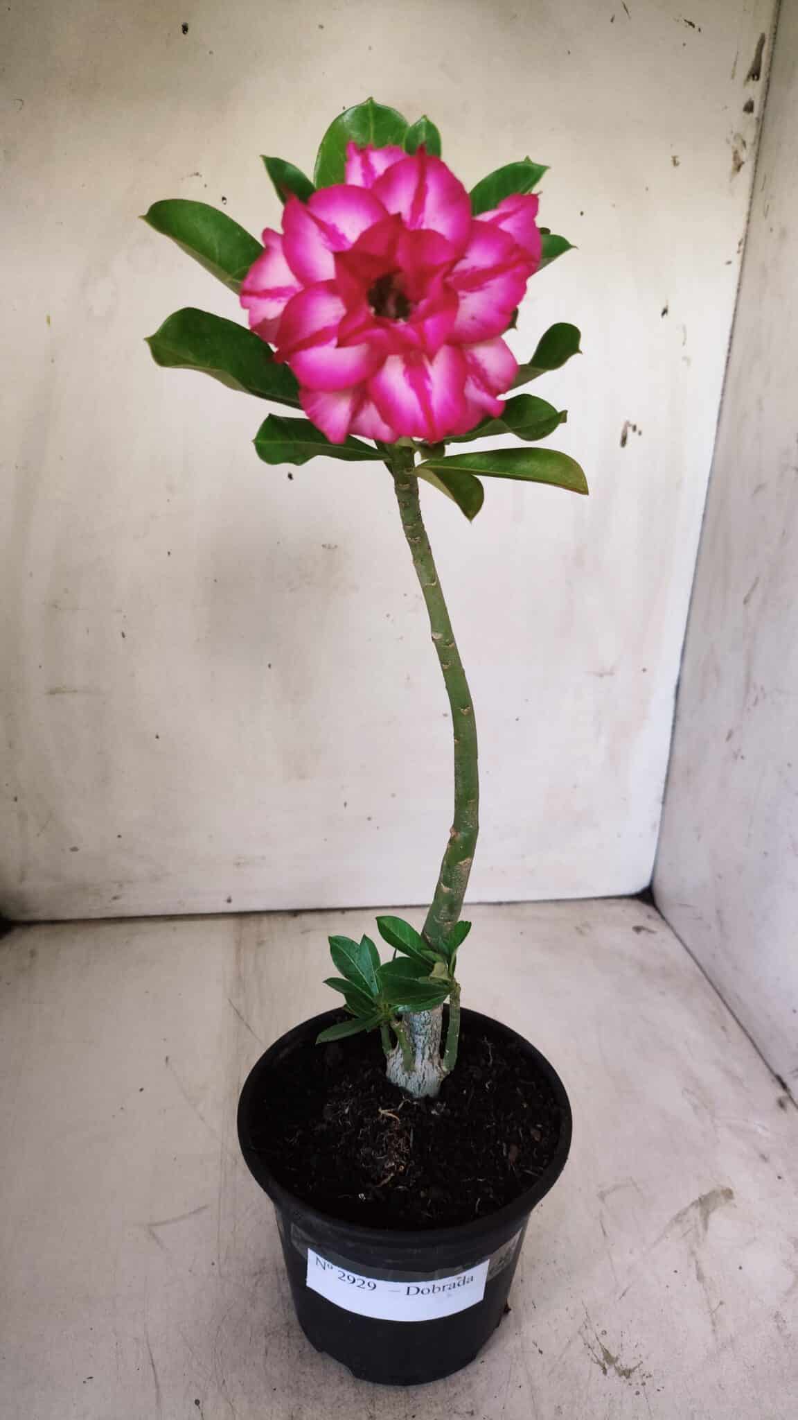 Planta Dobrada 2929 – 30cm – 02 anos