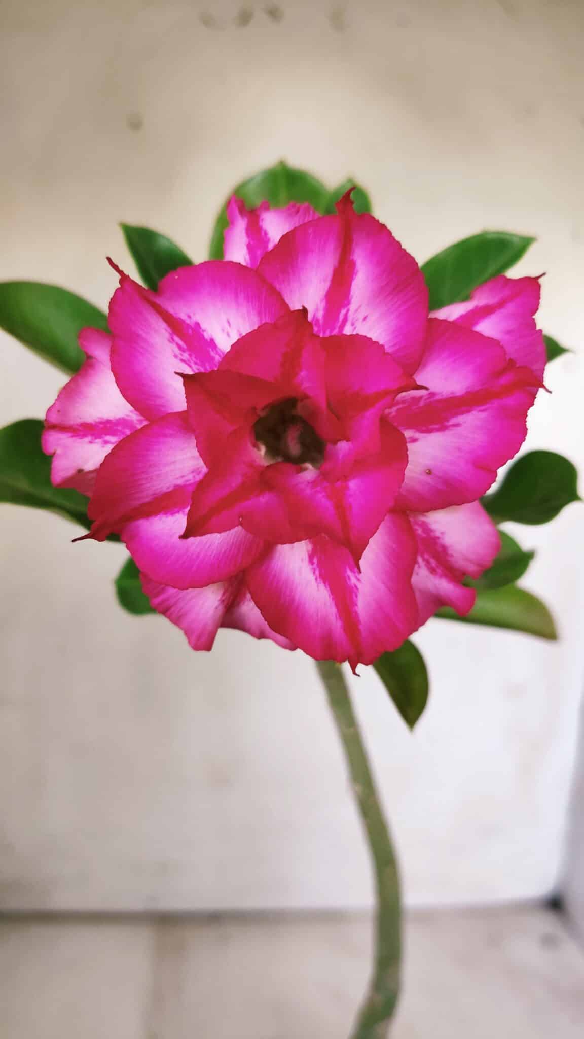 Planta Dobrada 2929 – 30cm – 02 anos