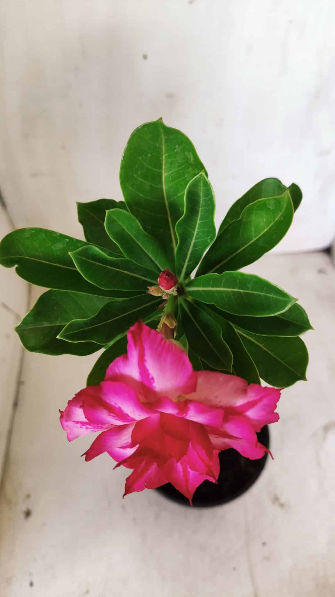 Planta Dobrada 2929 – 30cm – 02 anos