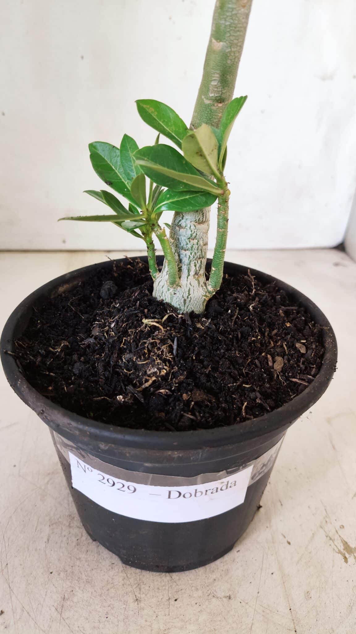 Planta Dobrada 2929 – 30cm – 02 anos