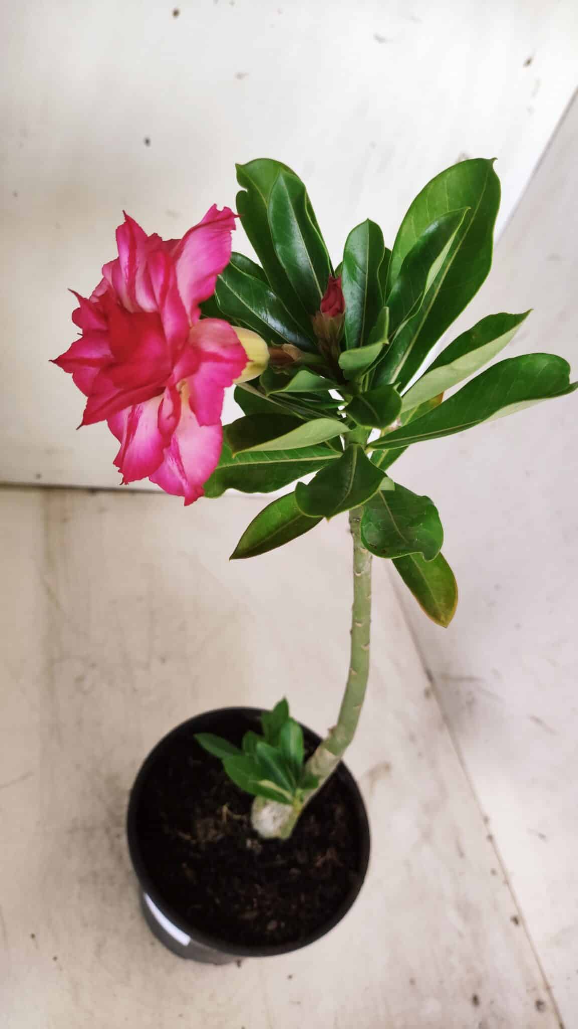 Planta Dobrada 2929 – 30cm – 02 anos