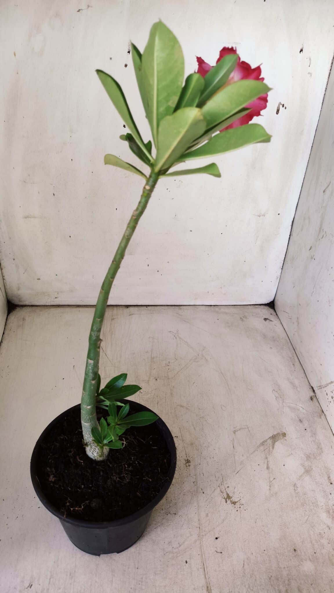 Planta Dobrada 2929 – 30cm – 02 anos