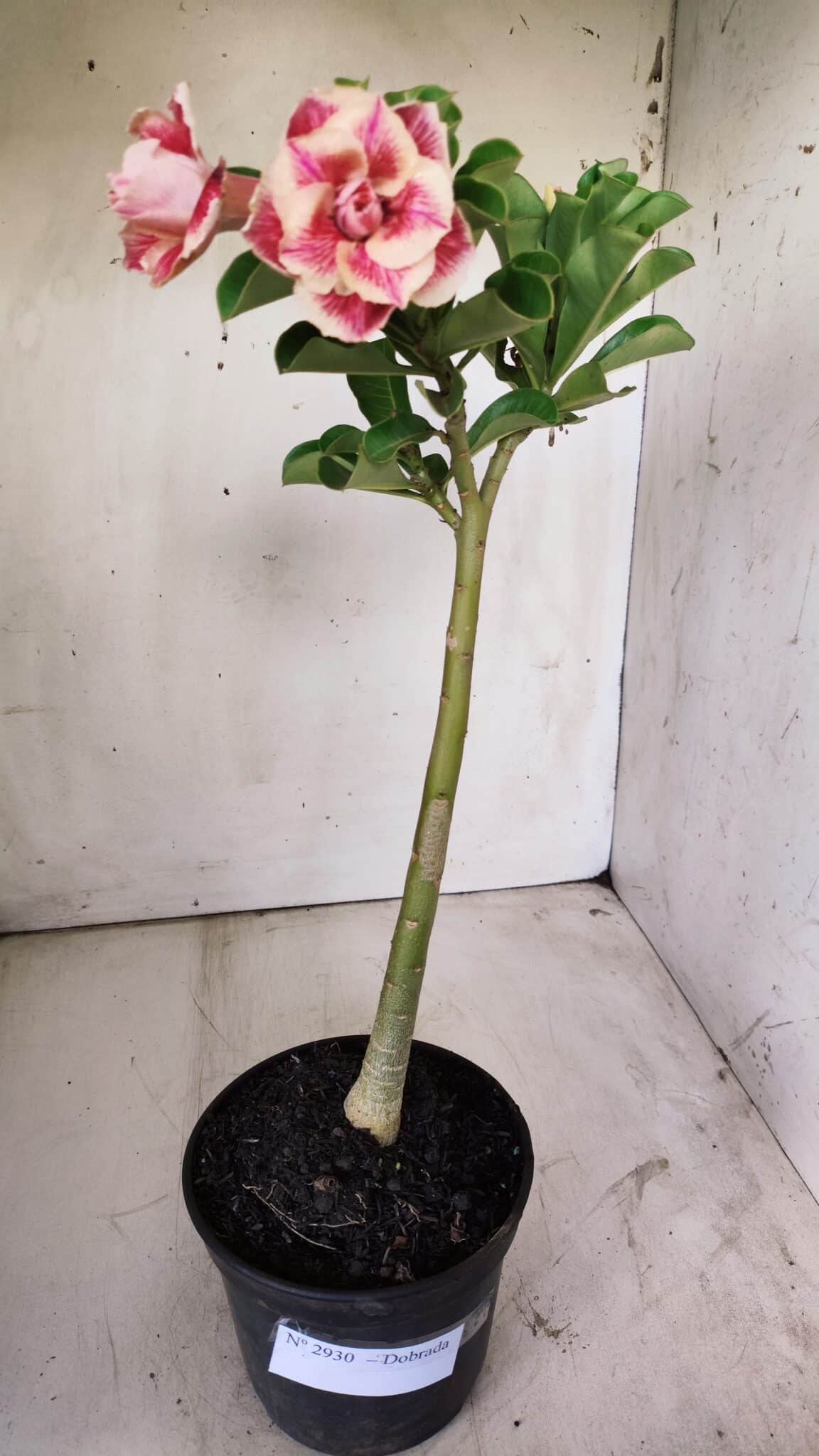 Planta Dobrada 2930 – 30cm – 02 anos