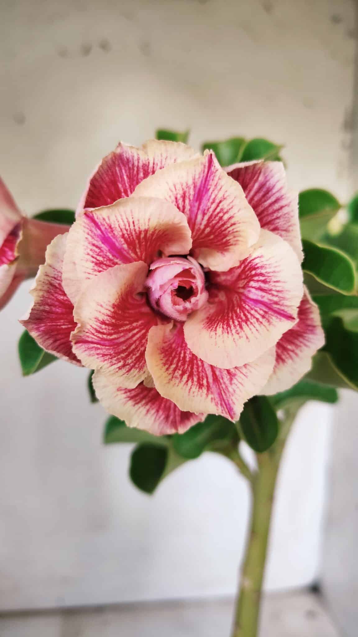 Planta Dobrada 2930 – 30cm – 02 anos