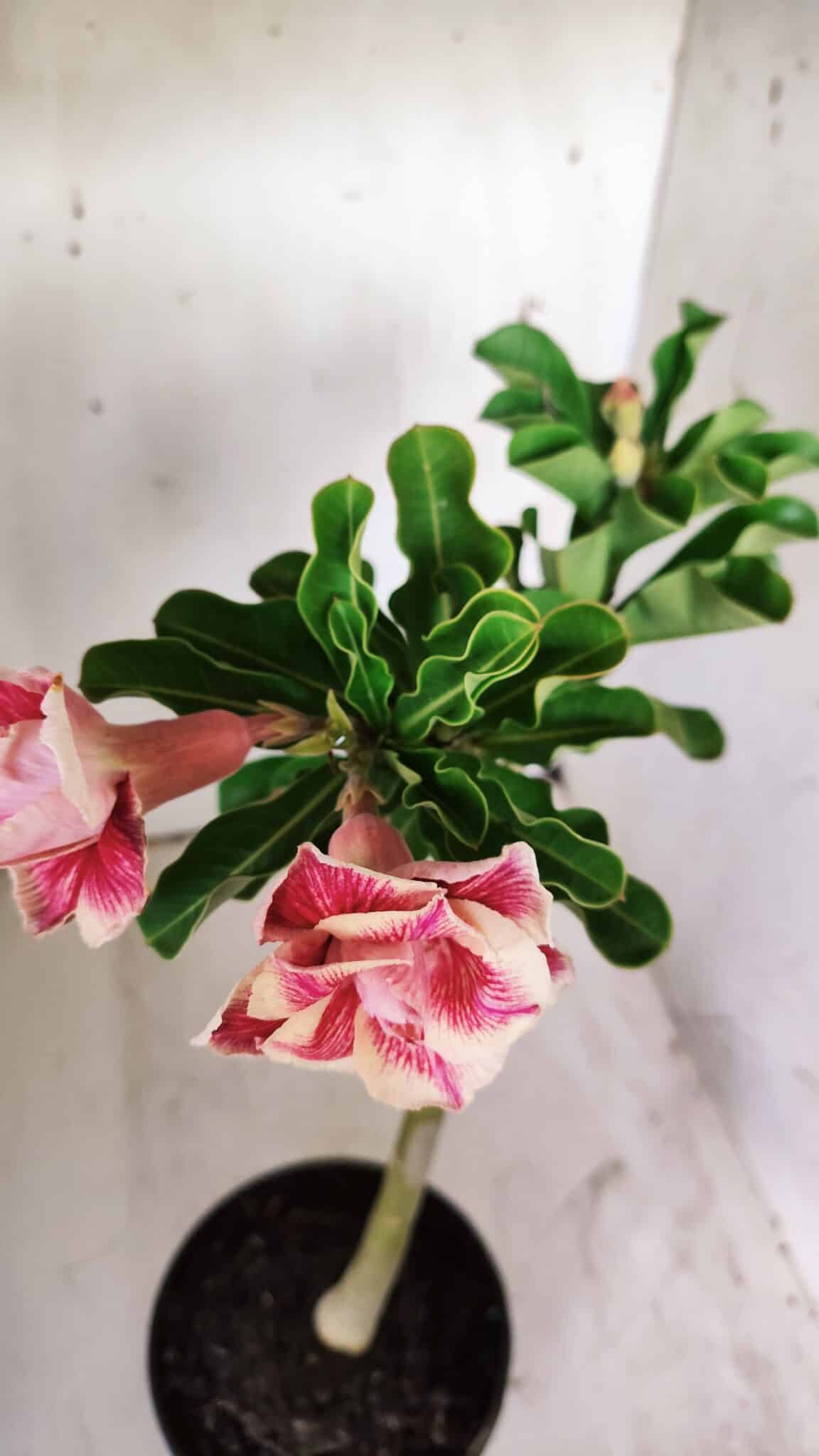 Planta Dobrada 2930 – 30cm – 02 anos