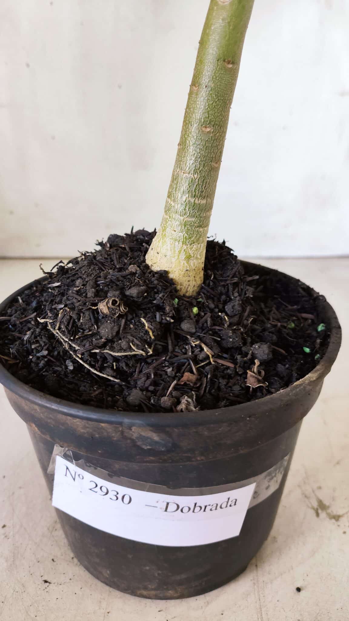 Planta Dobrada 2930 – 30cm – 02 anos