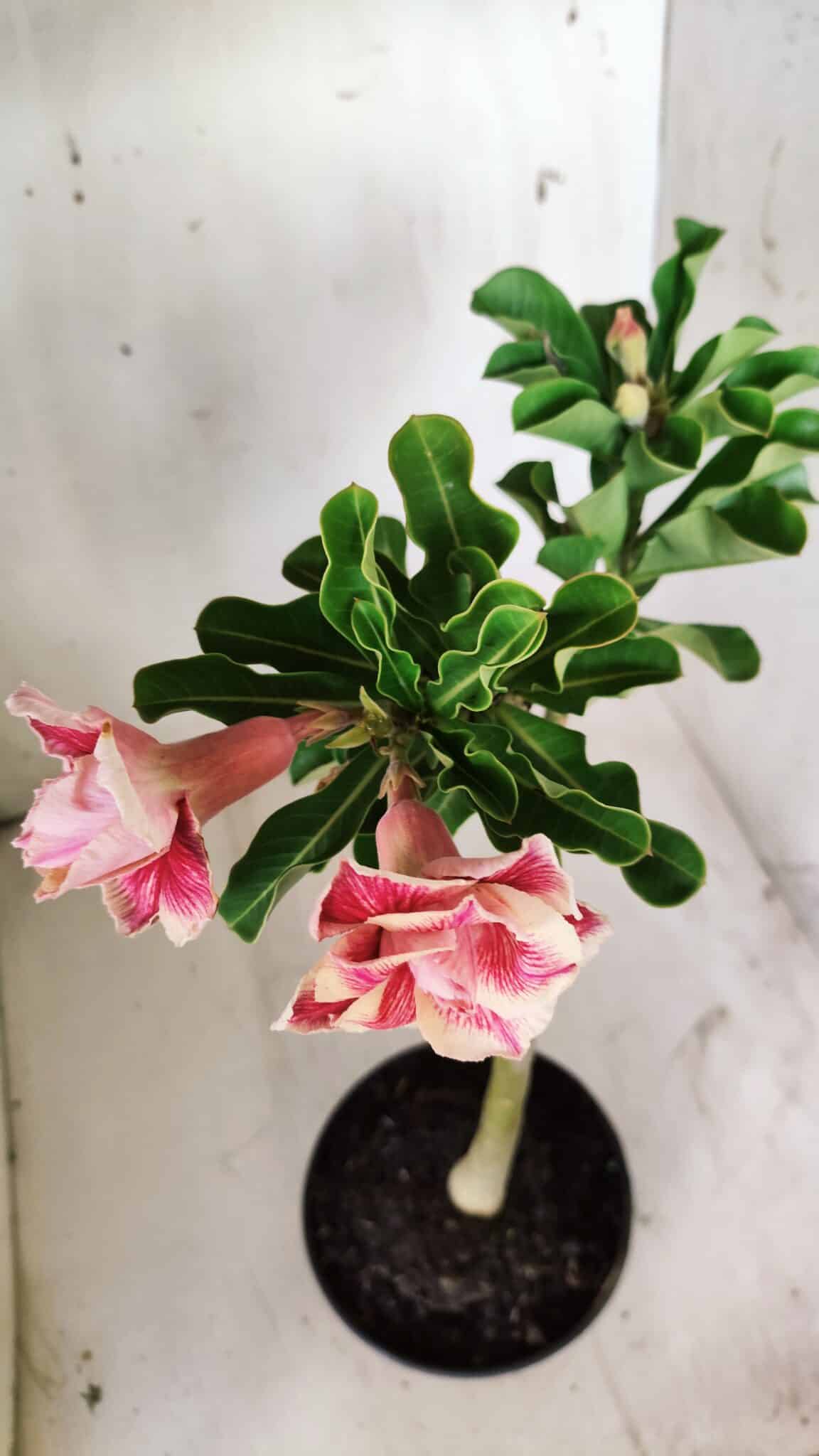 Planta Dobrada 2930 – 30cm – 02 anos