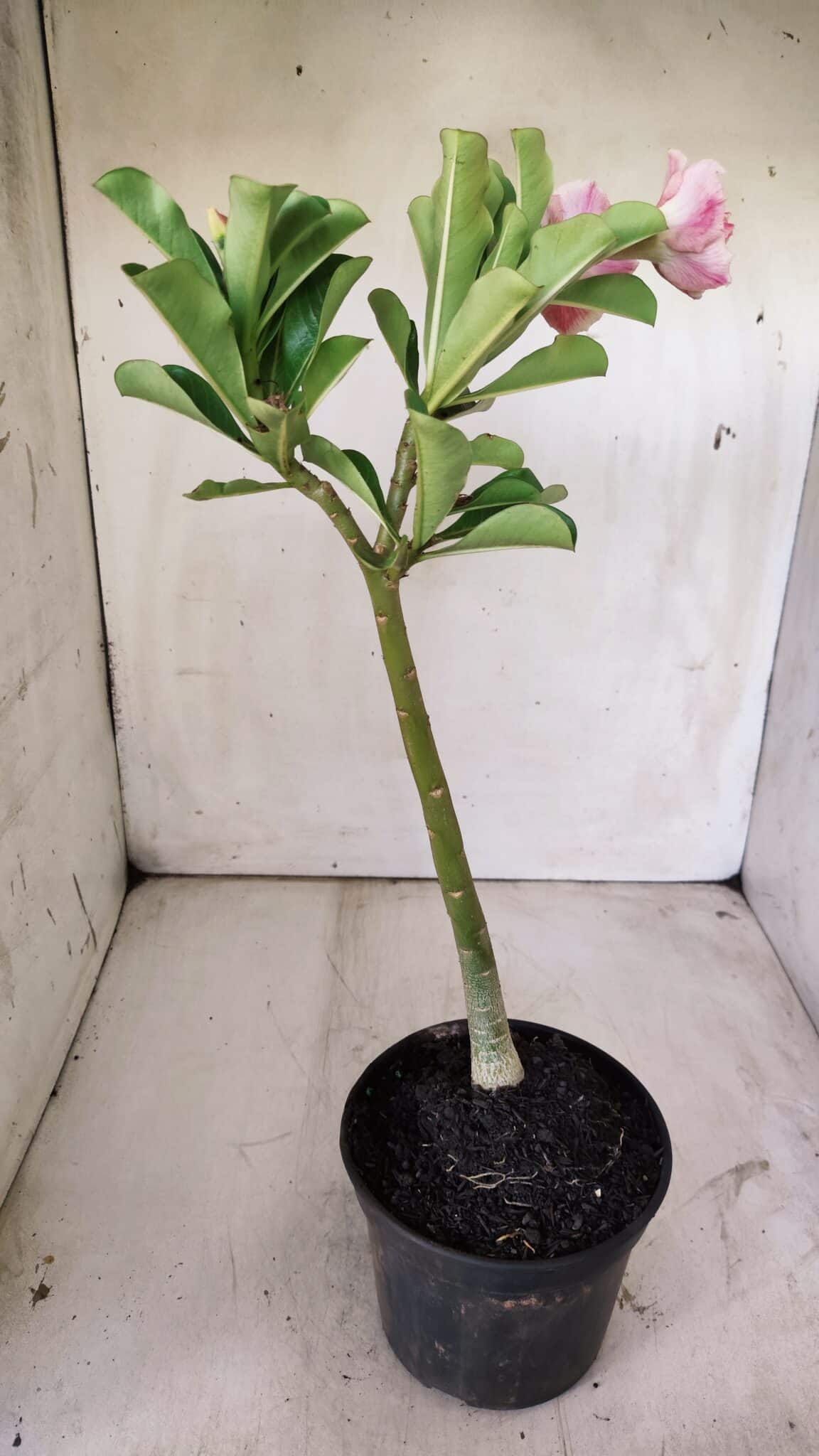 Planta Dobrada 2930 – 30cm – 02 anos