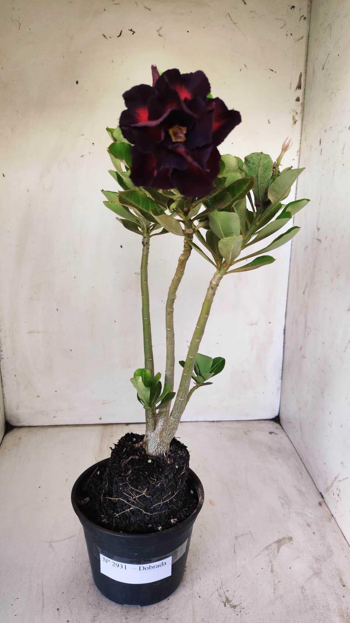 Planta Dobrada 2931 – 35cm – 03 anos