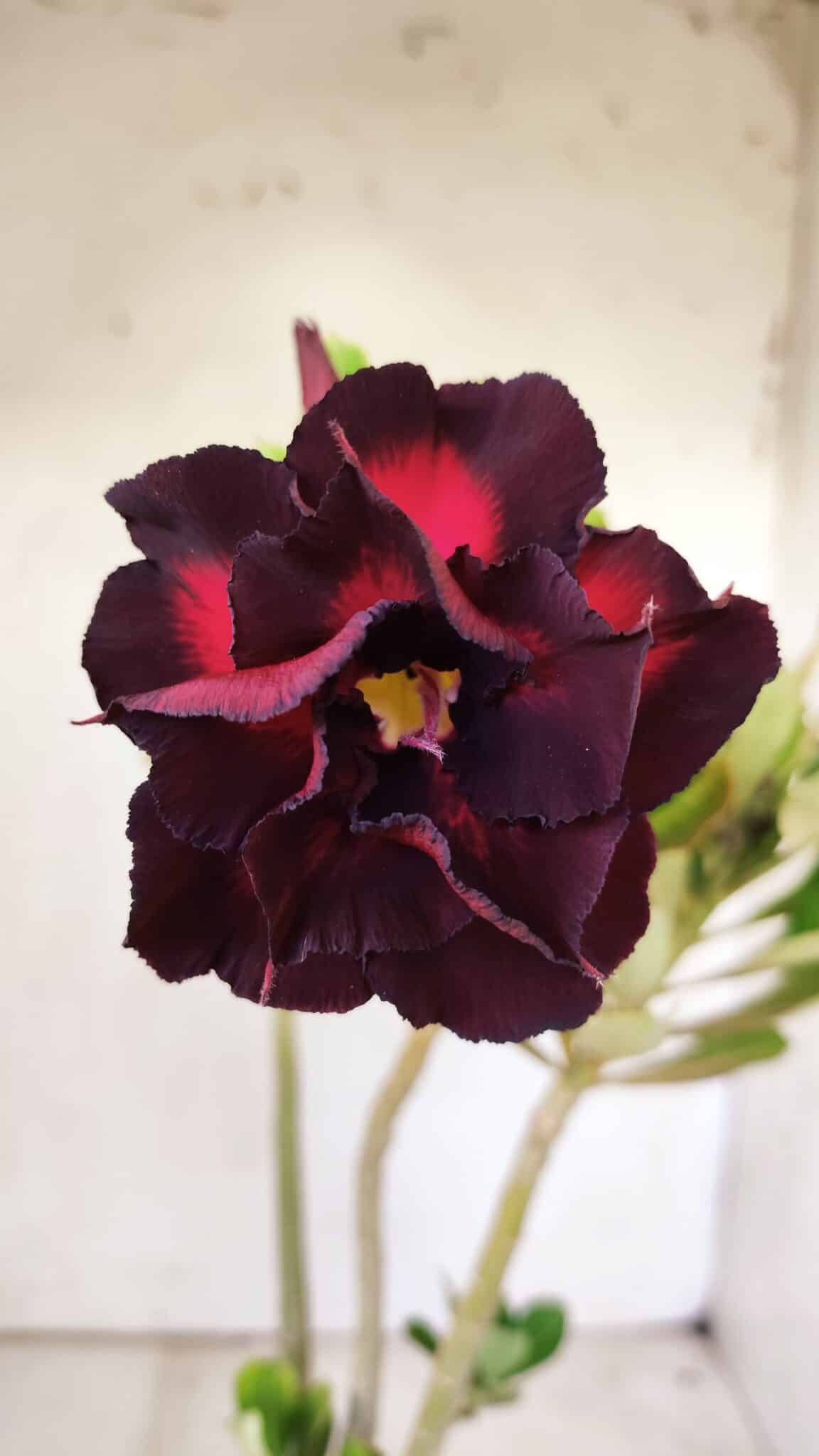 Planta Dobrada 2931 – 35cm – 03 anos