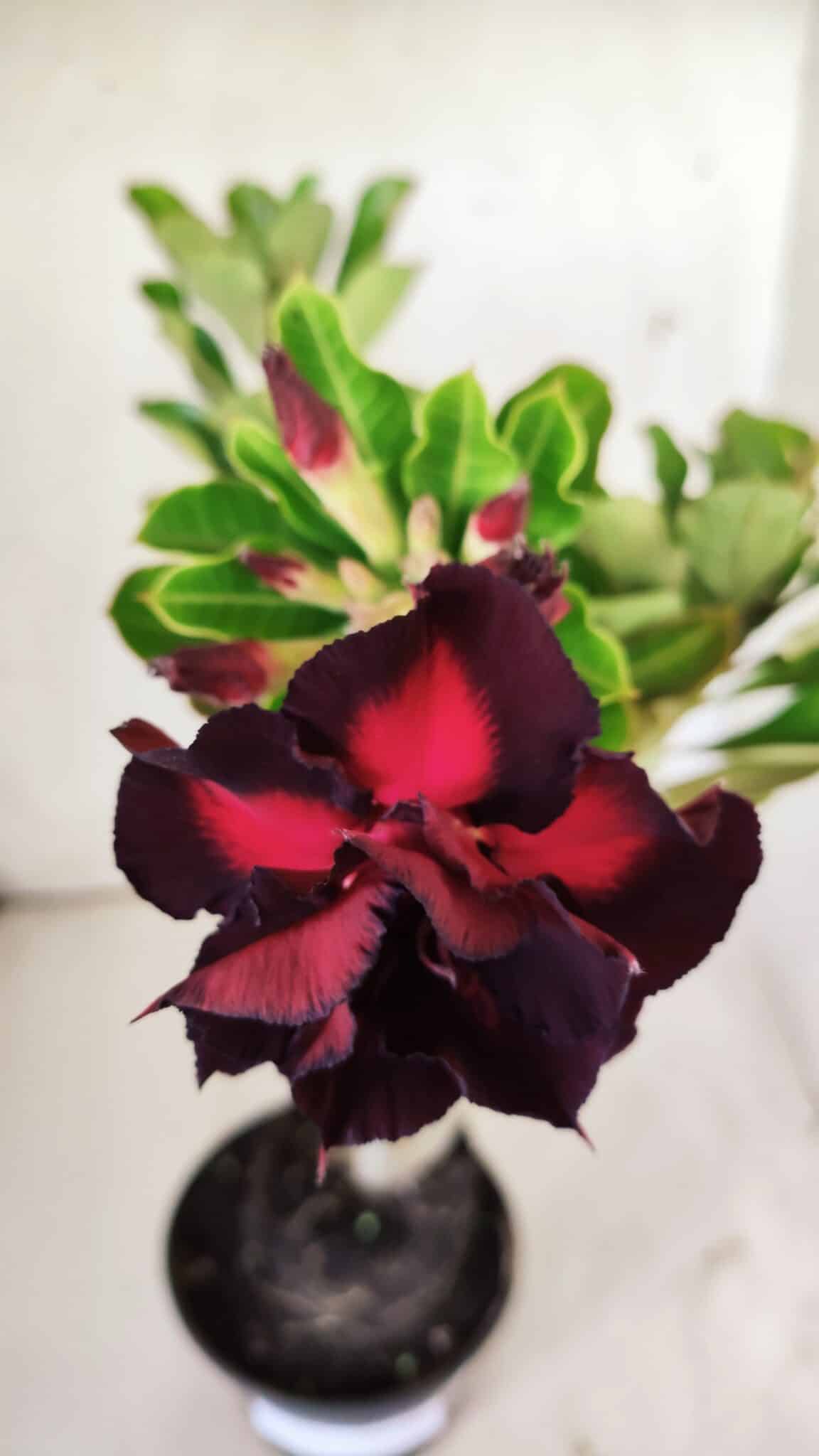Planta Dobrada 2931 – 35cm – 03 anos
