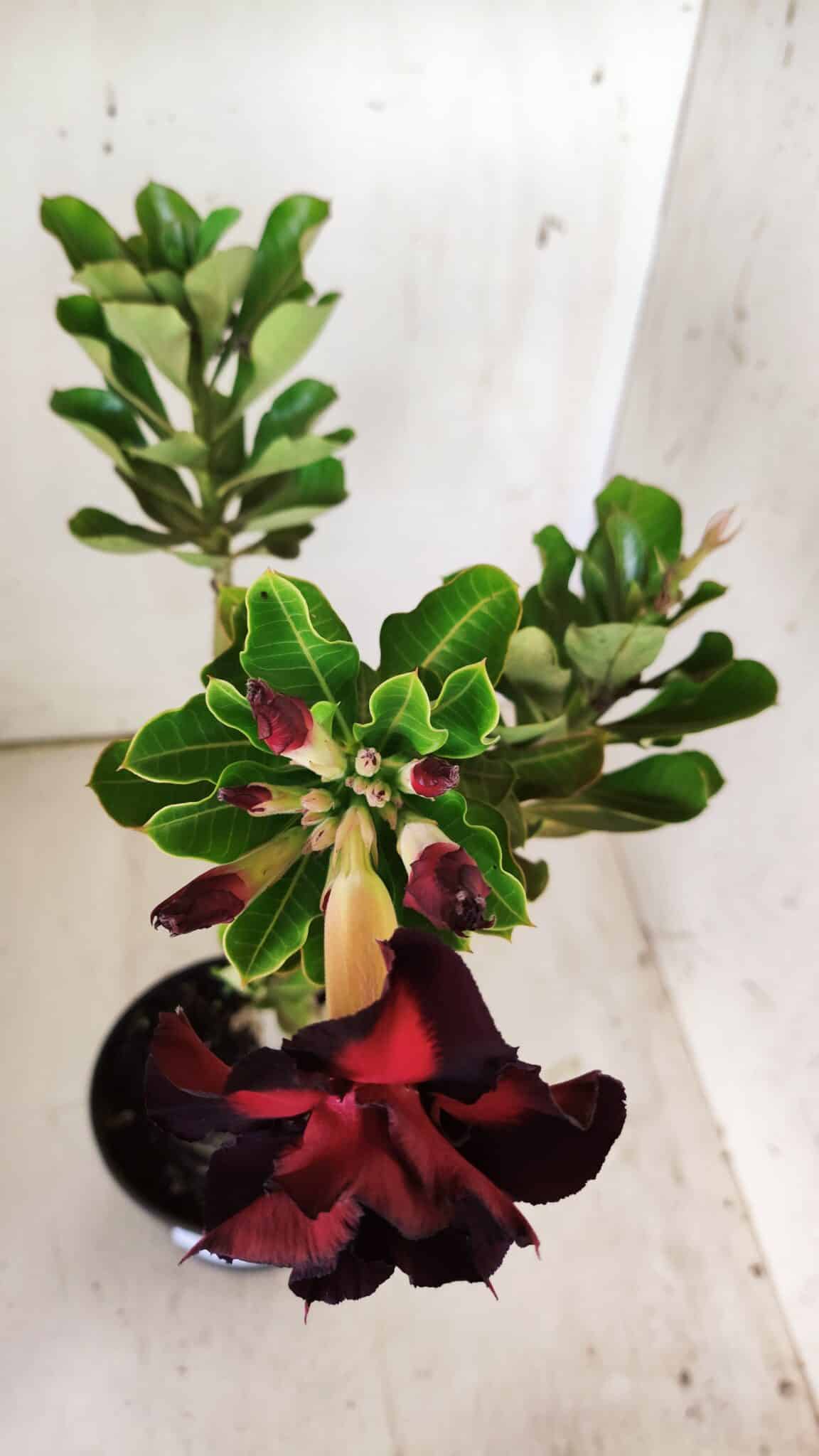 Planta Dobrada 2931 – 35cm – 03 anos