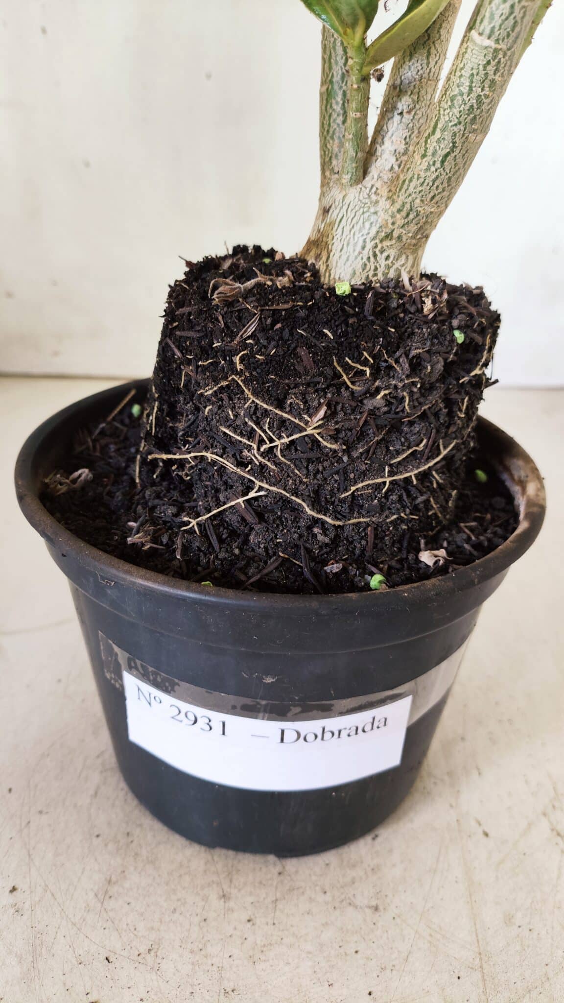 Planta Dobrada 2931 – 35cm – 03 anos