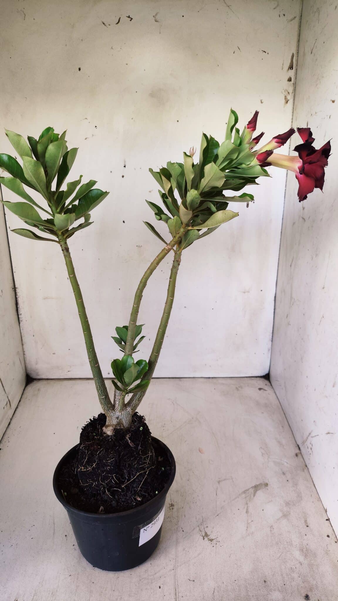 Planta Dobrada 2931 – 35cm – 03 anos