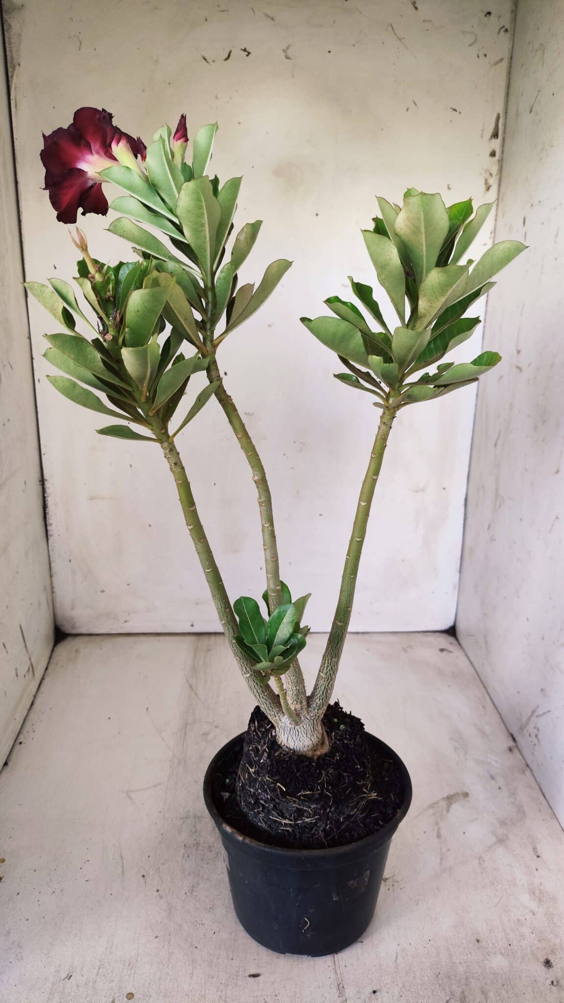 Planta Dobrada 2931 – 35cm – 03 anos