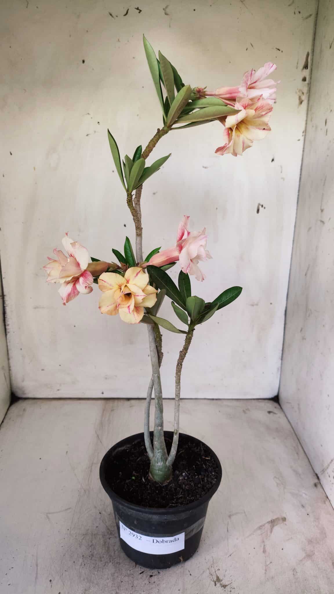Planta Dobrada 2932 – 30cm – 02 anos