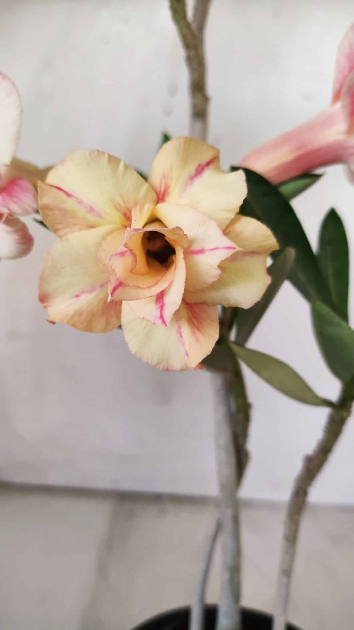 Planta Dobrada 2932 – 30cm – 02 anos