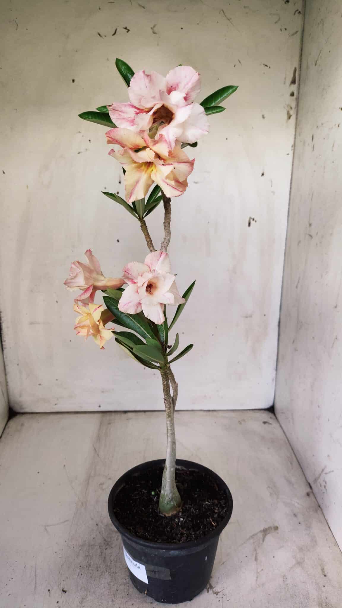 Planta Dobrada 2932 – 30cm – 02 anos