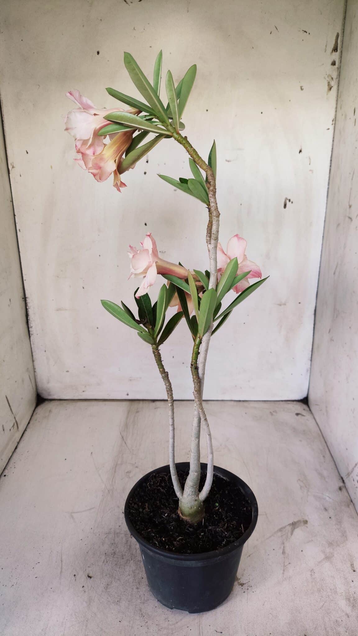 Planta Dobrada 2932 – 30cm – 02 anos