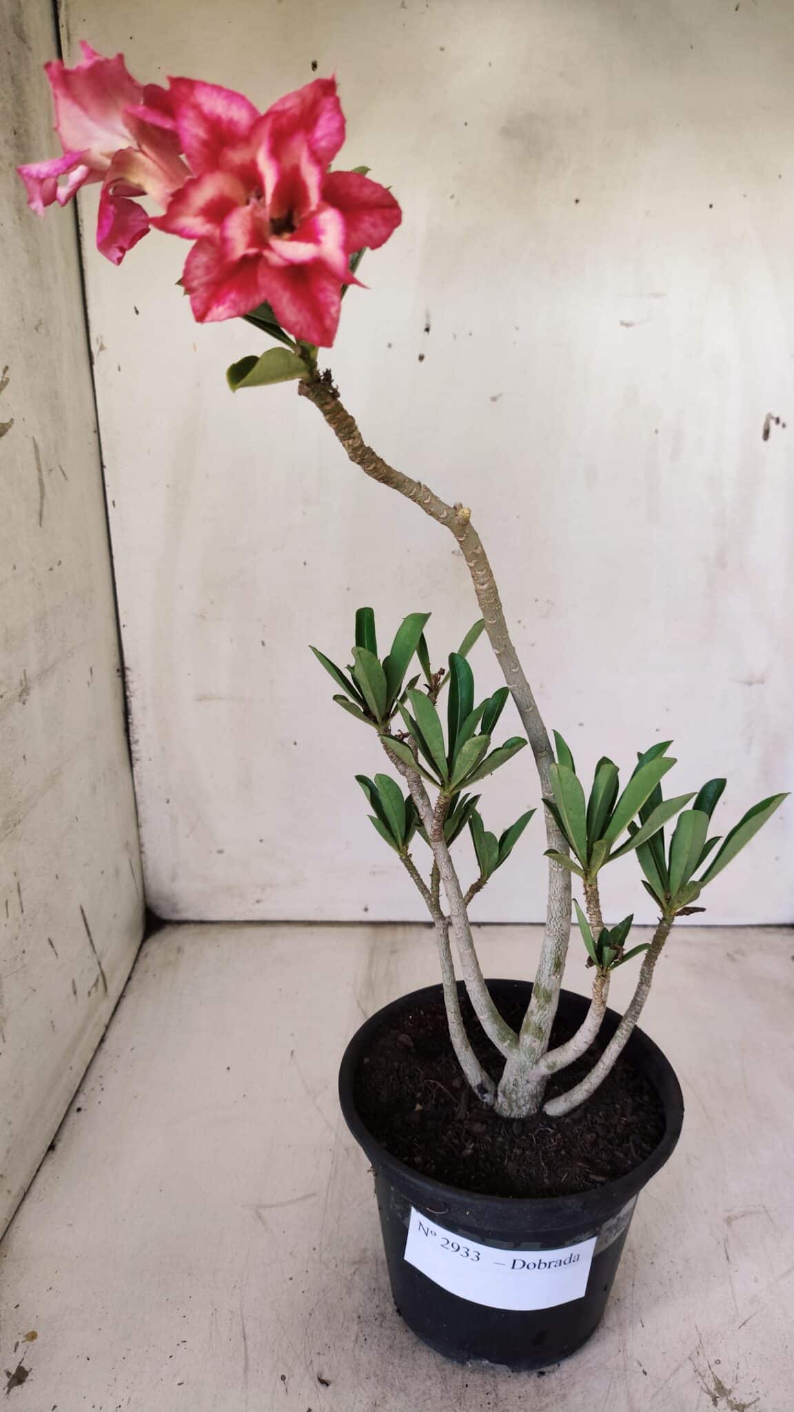 Planta Dobrada 2933 – 30cm – 02 anos