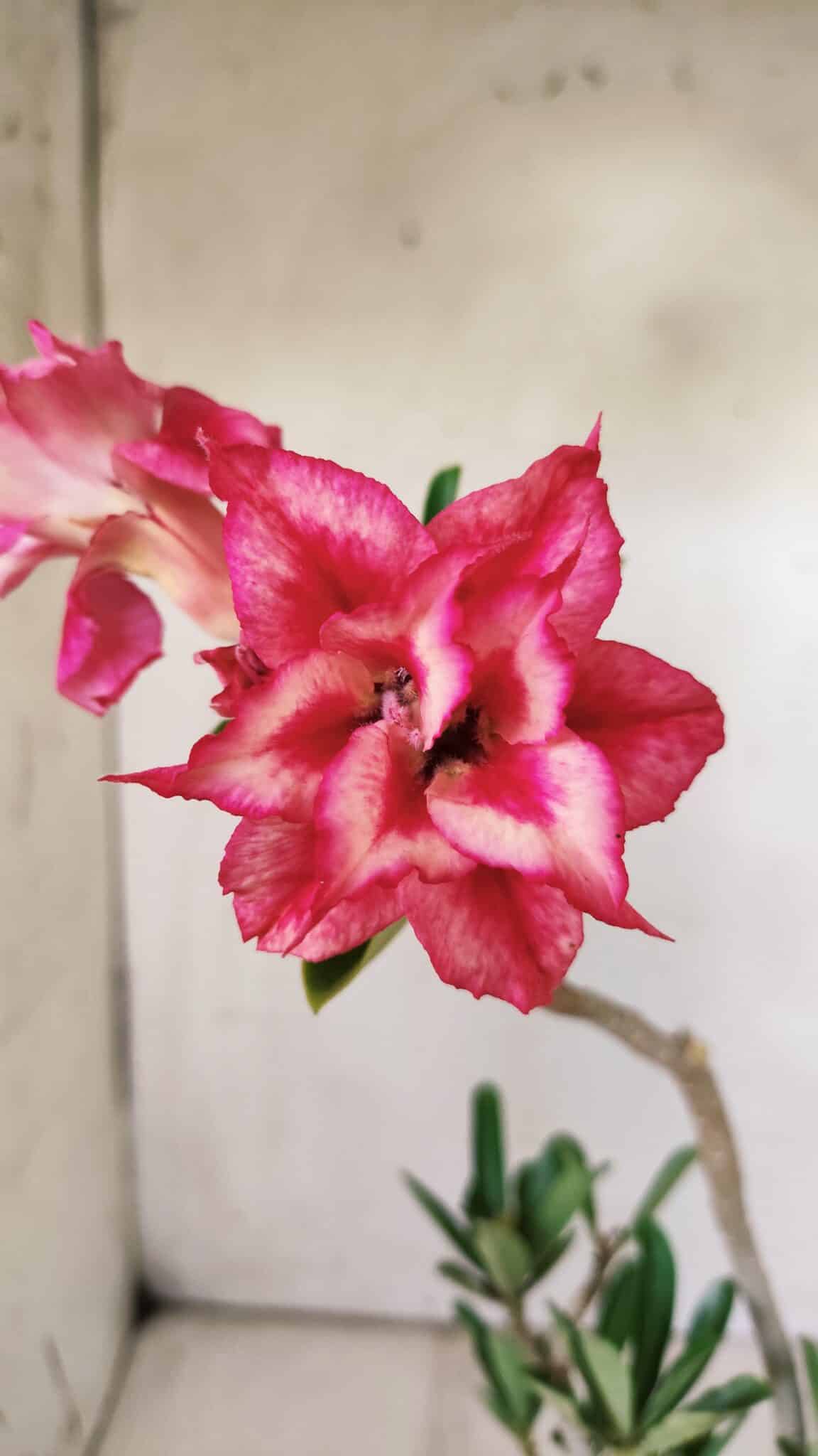 Planta Dobrada 2933 – 30cm – 02 anos