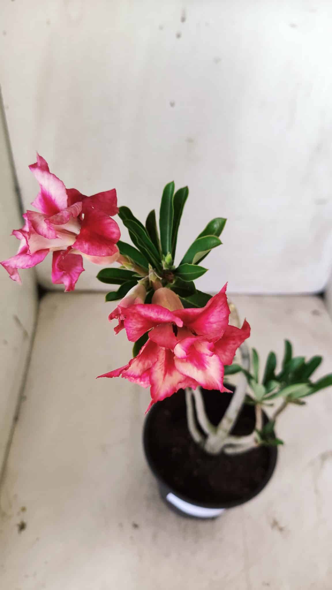 Planta Dobrada 2933 – 30cm – 02 anos