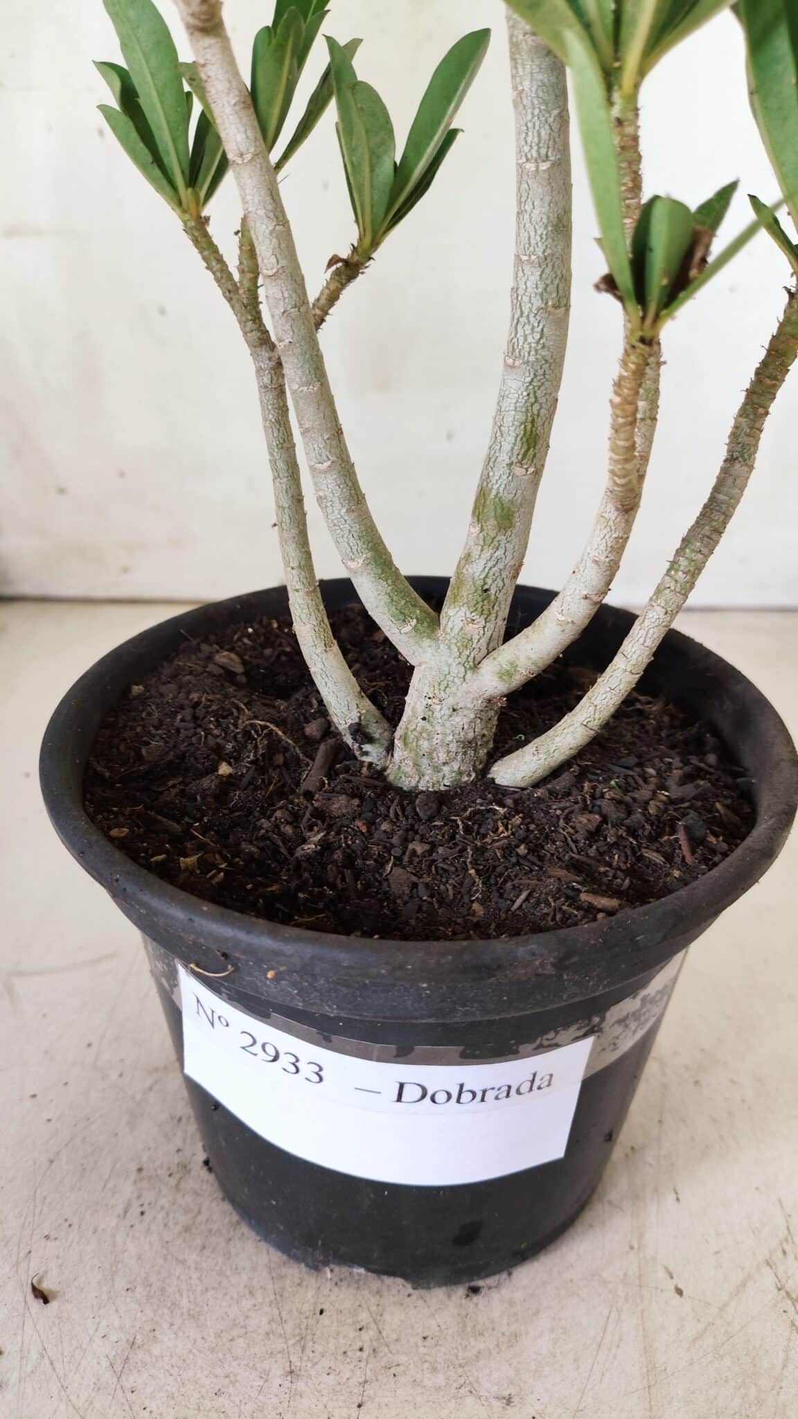 Planta Dobrada 2933 – 30cm – 02 anos
