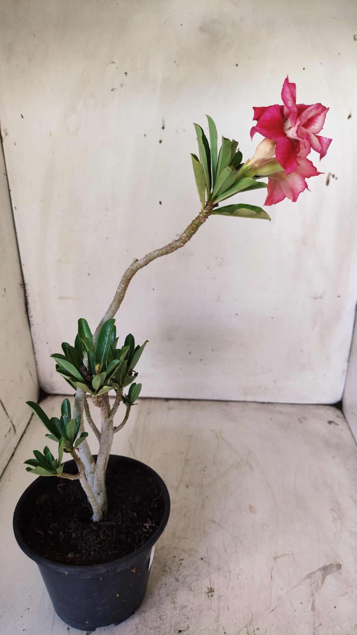 Planta Dobrada 2933 – 30cm – 02 anos