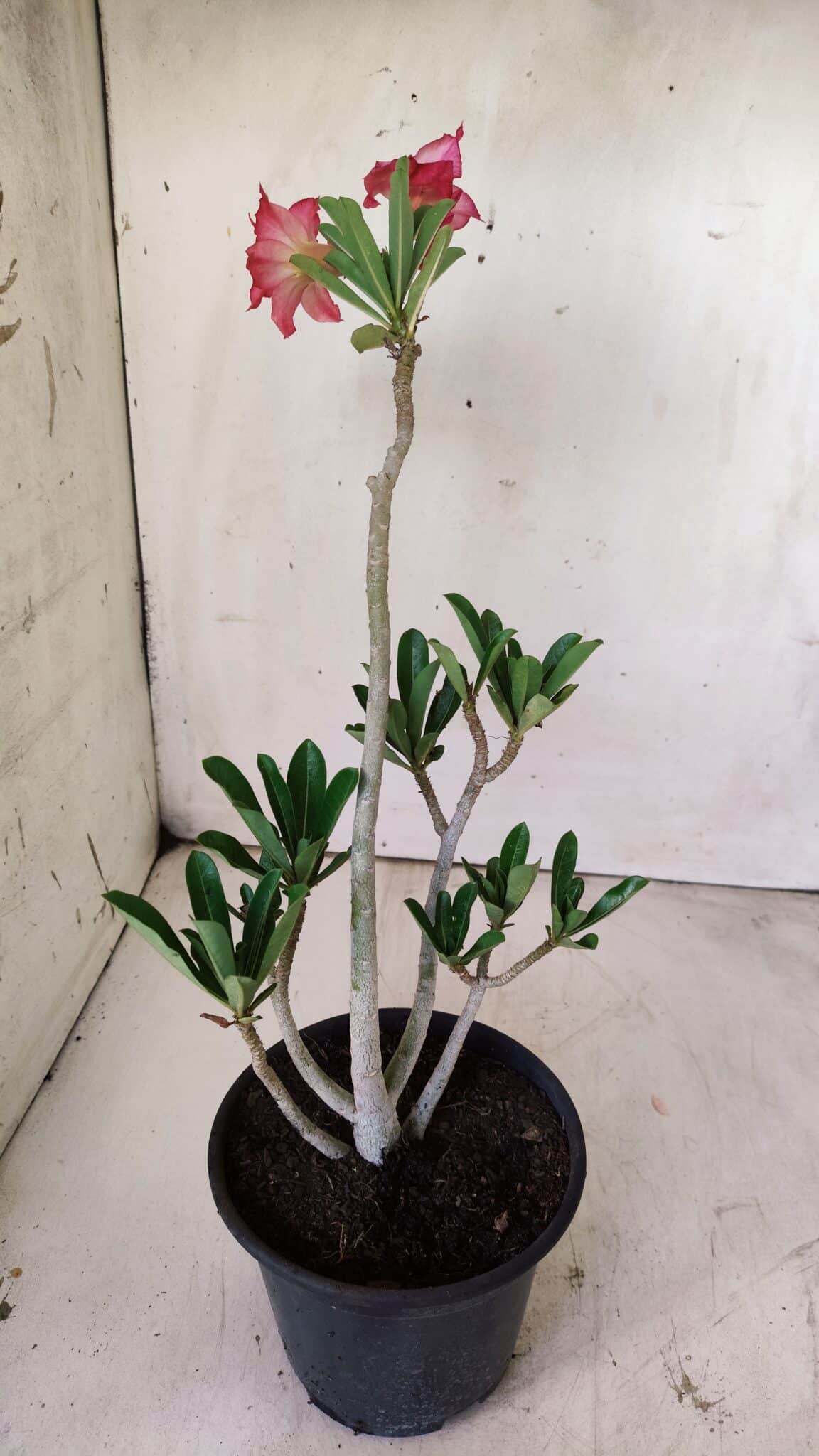 Planta Dobrada 2933 – 30cm – 02 anos