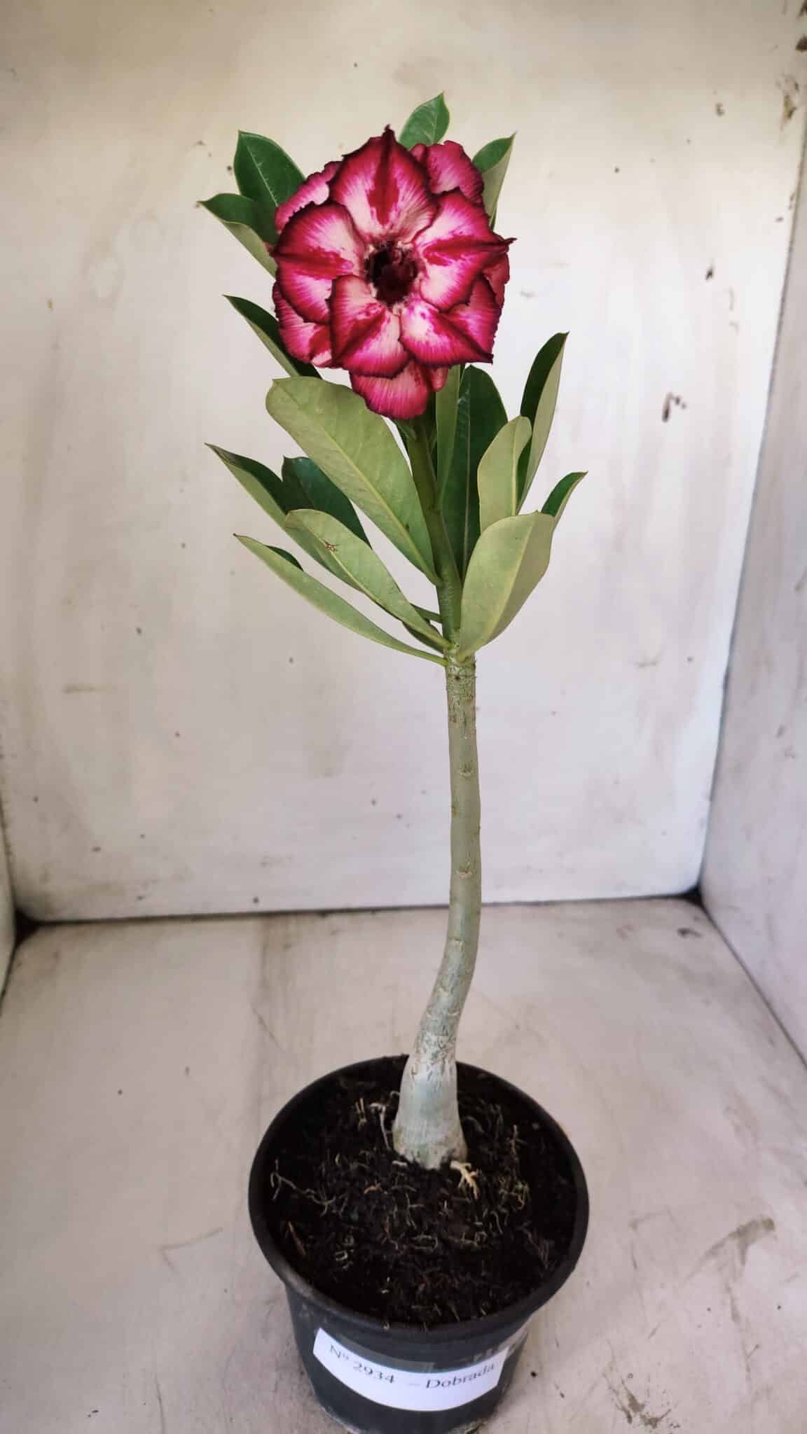 Planta Dobrada 2934 – 30cm – 02 anos