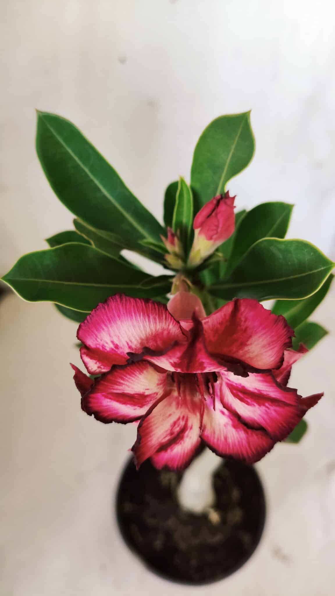 Planta Dobrada 2934 – 30cm – 02 anos