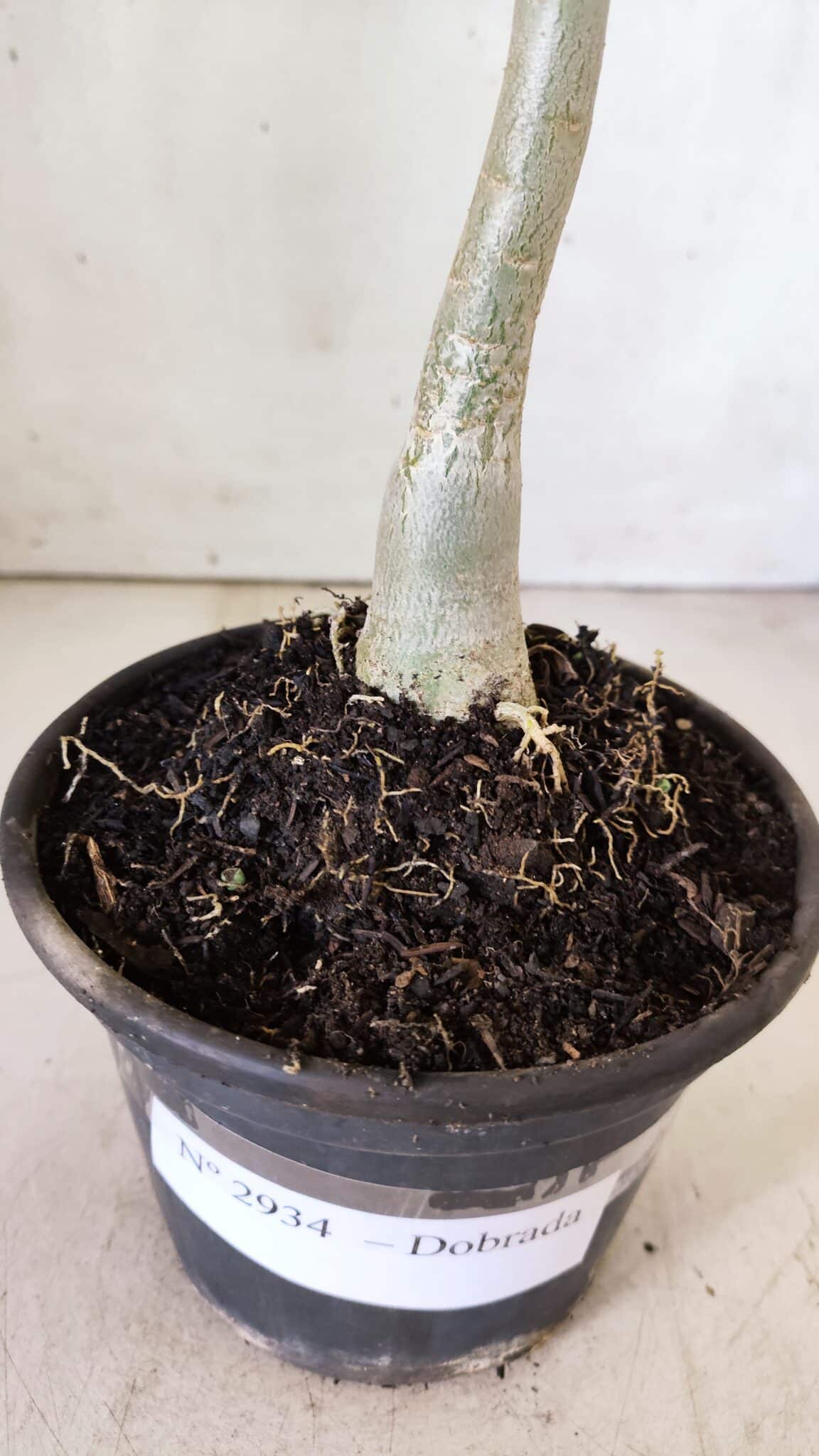 Planta Dobrada 2934 – 30cm – 02 anos