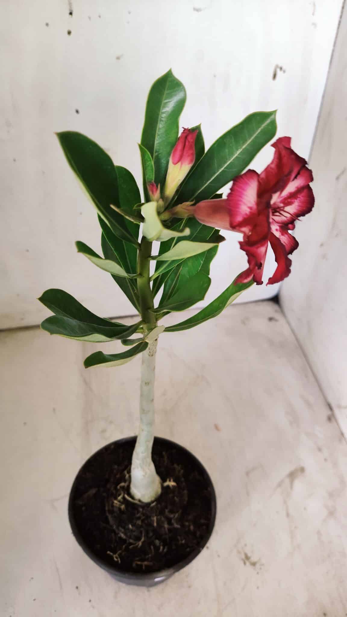 Planta Dobrada 2934 – 30cm – 02 anos