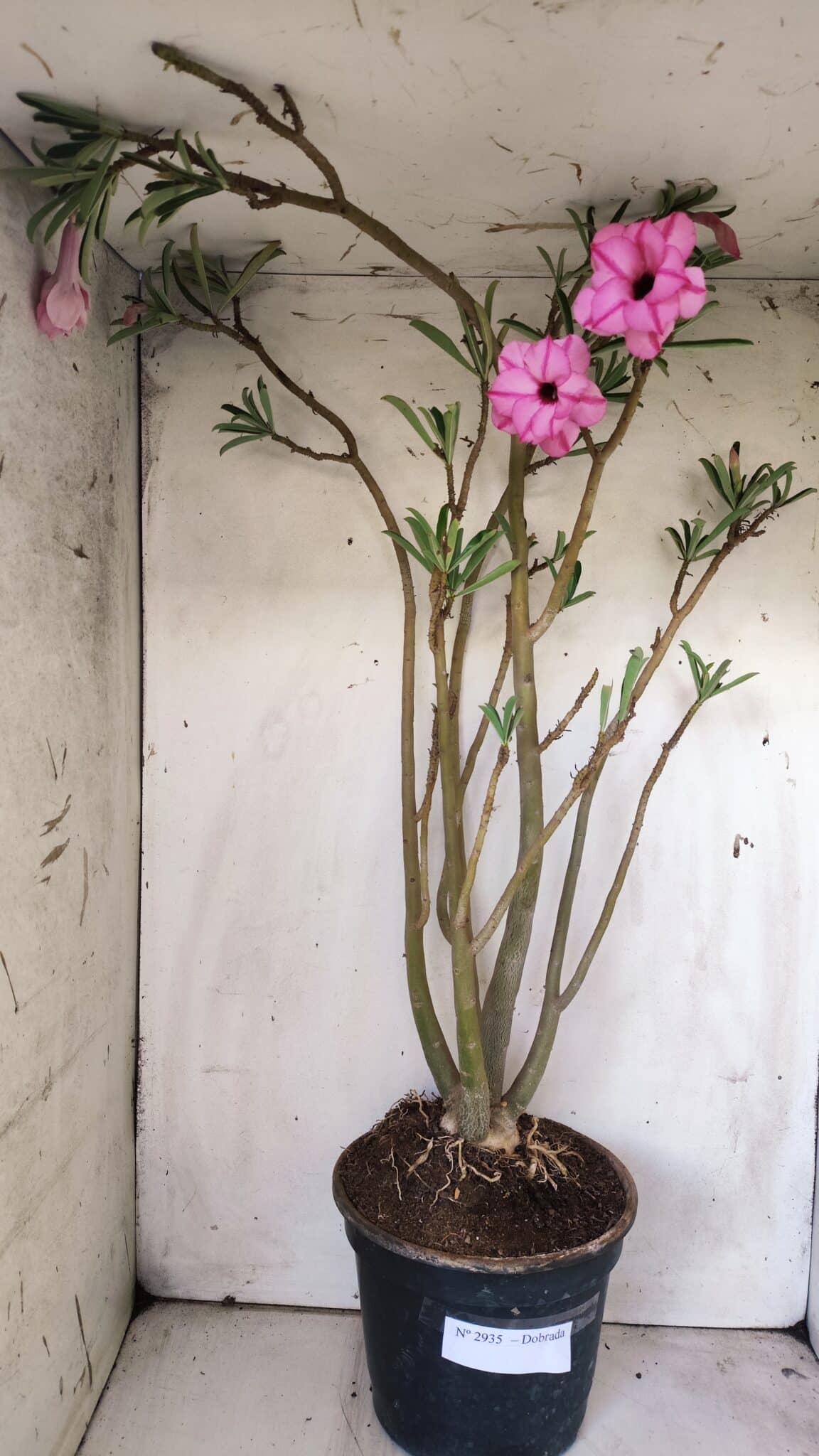 Planta Dobrada 2935 – 60cm – 05 anos