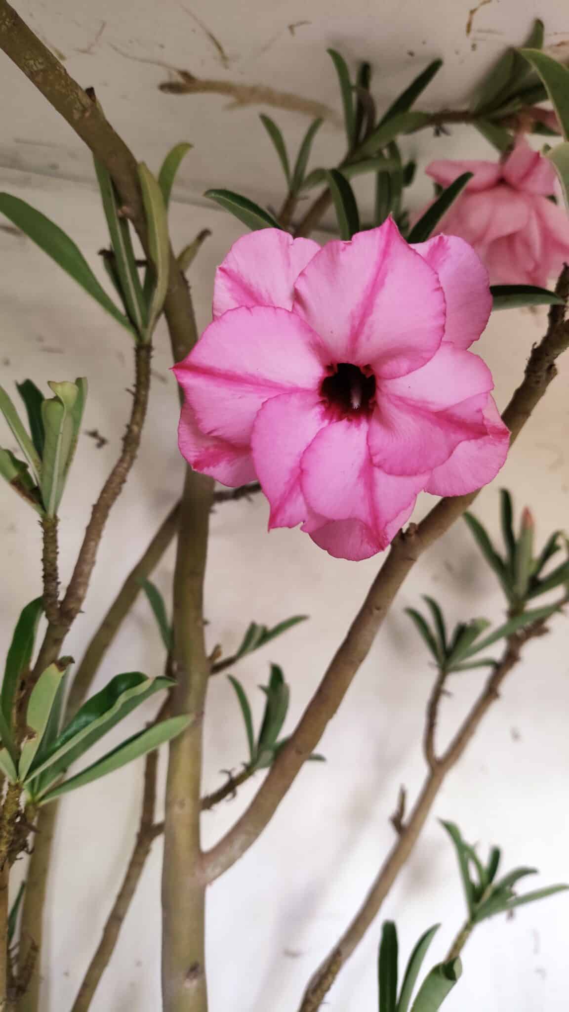 Planta Dobrada 2935 – 60cm – 05 anos