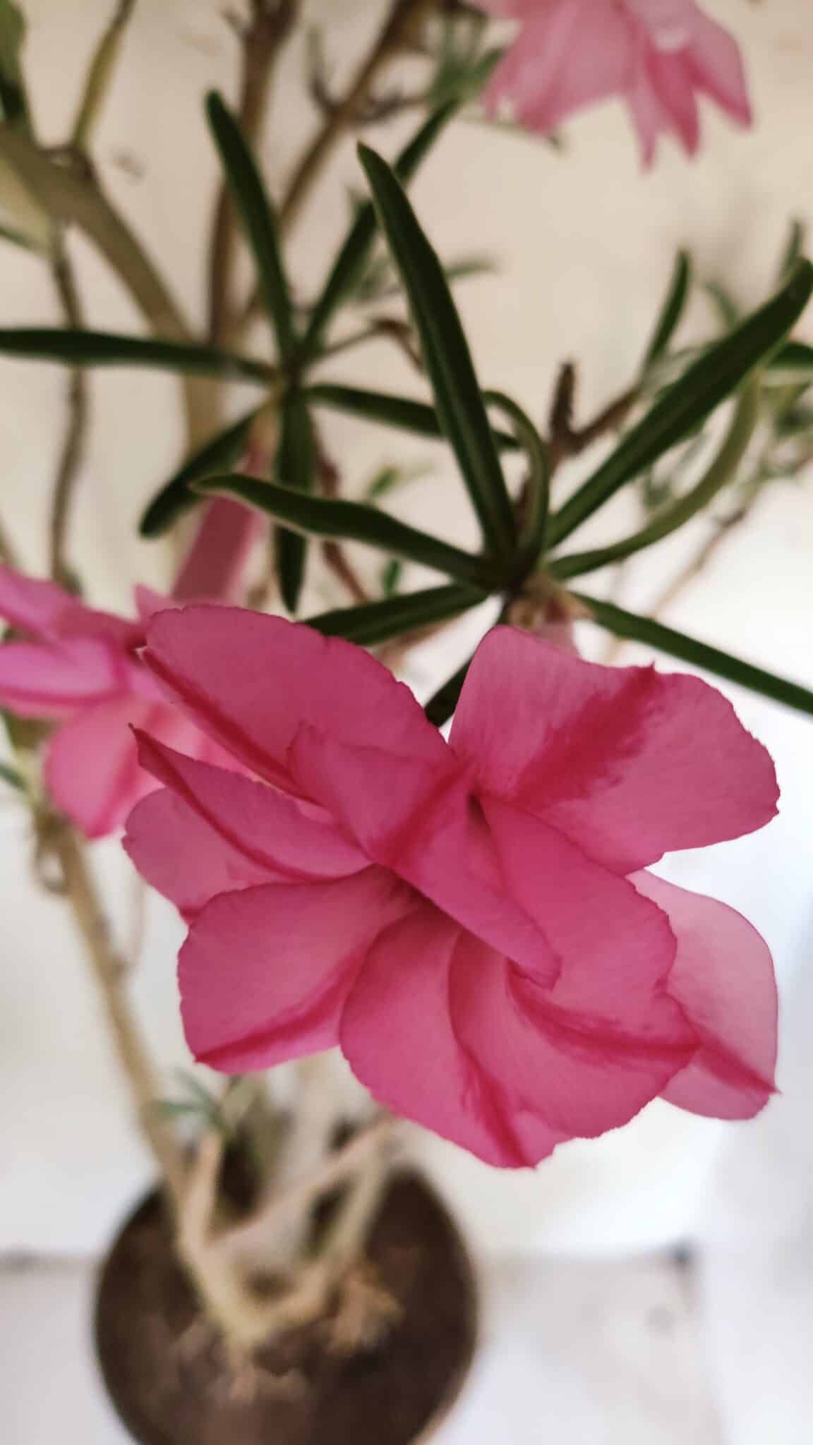 Planta Dobrada 2935 – 60cm – 05 anos
