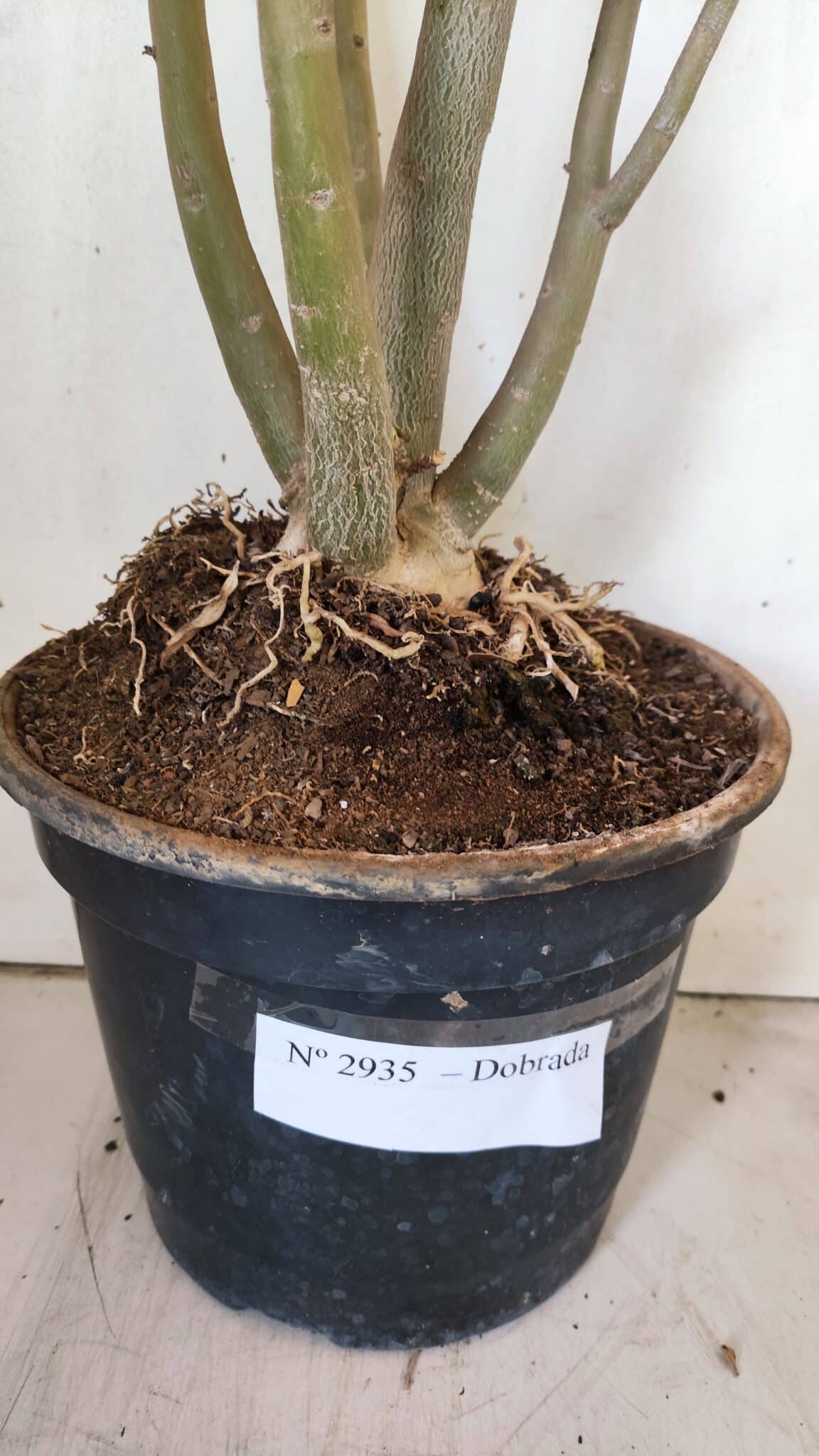 Planta Dobrada 2935 – 60cm – 05 anos