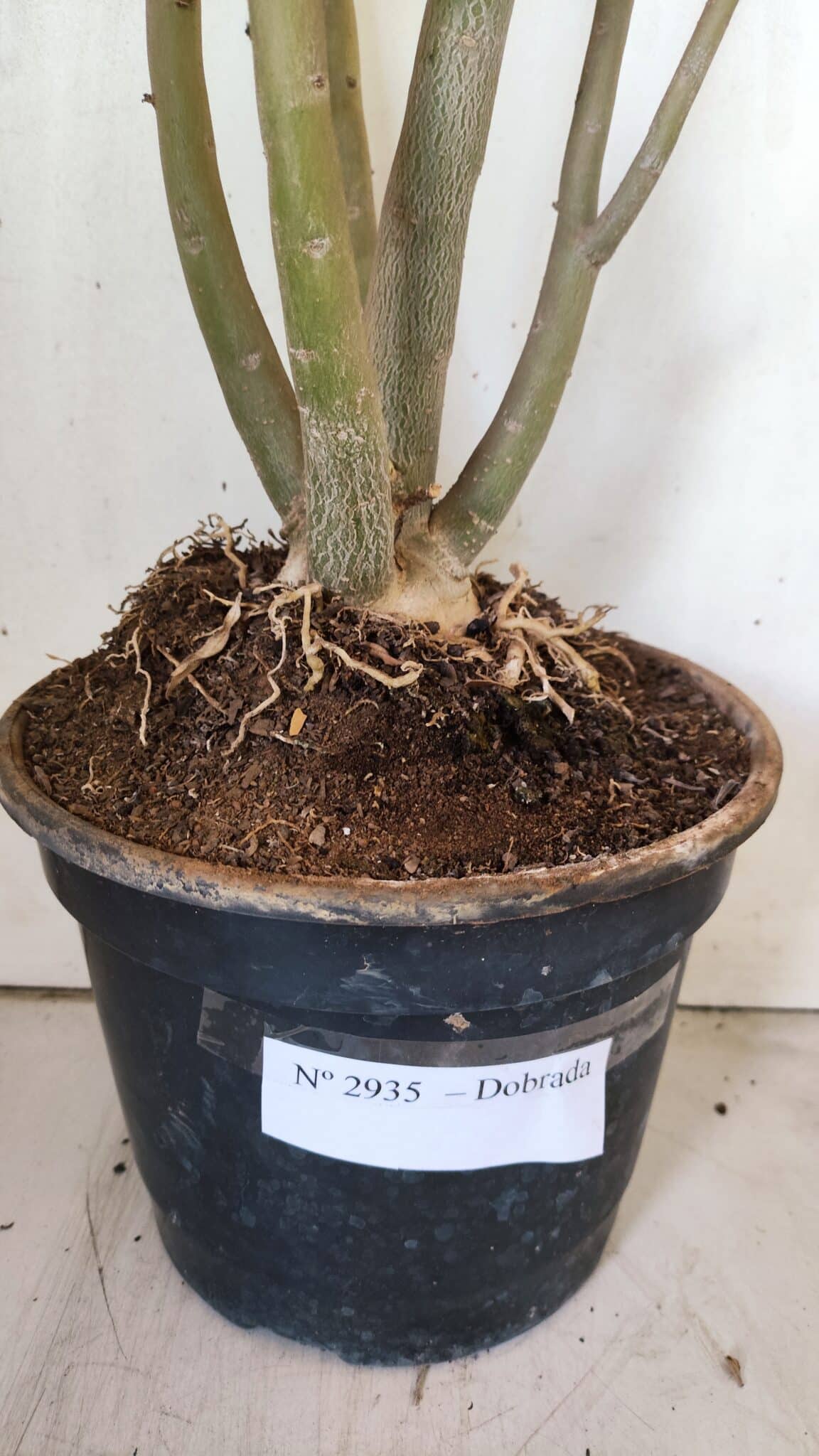 Planta Dobrada 2935 – 60cm – 05 anos