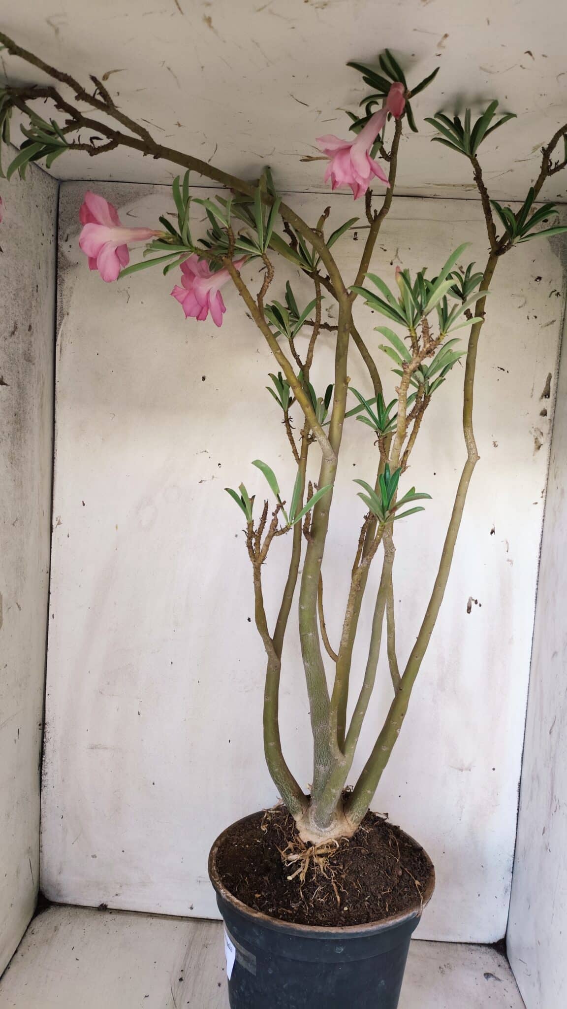 Planta Dobrada 2935 – 60cm – 05 anos
