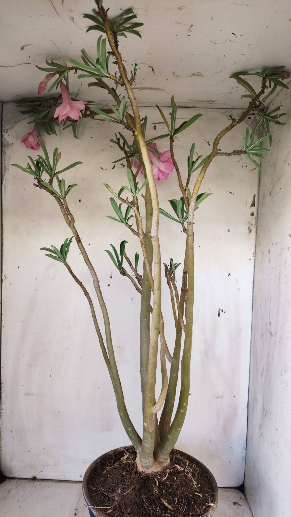 Planta Dobrada 2935 – 60cm – 05 anos