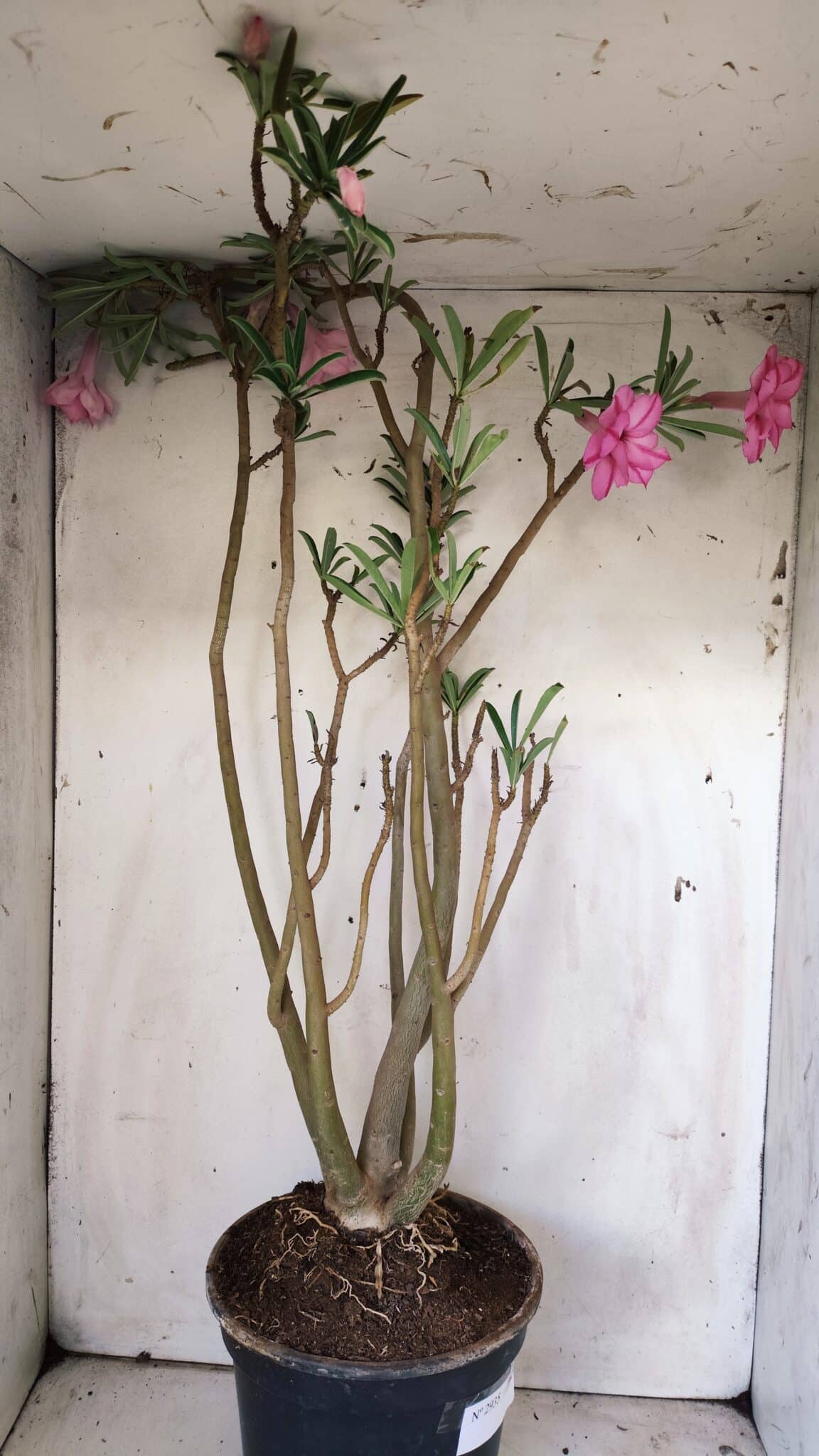 Planta Dobrada 2935 – 60cm – 05 anos