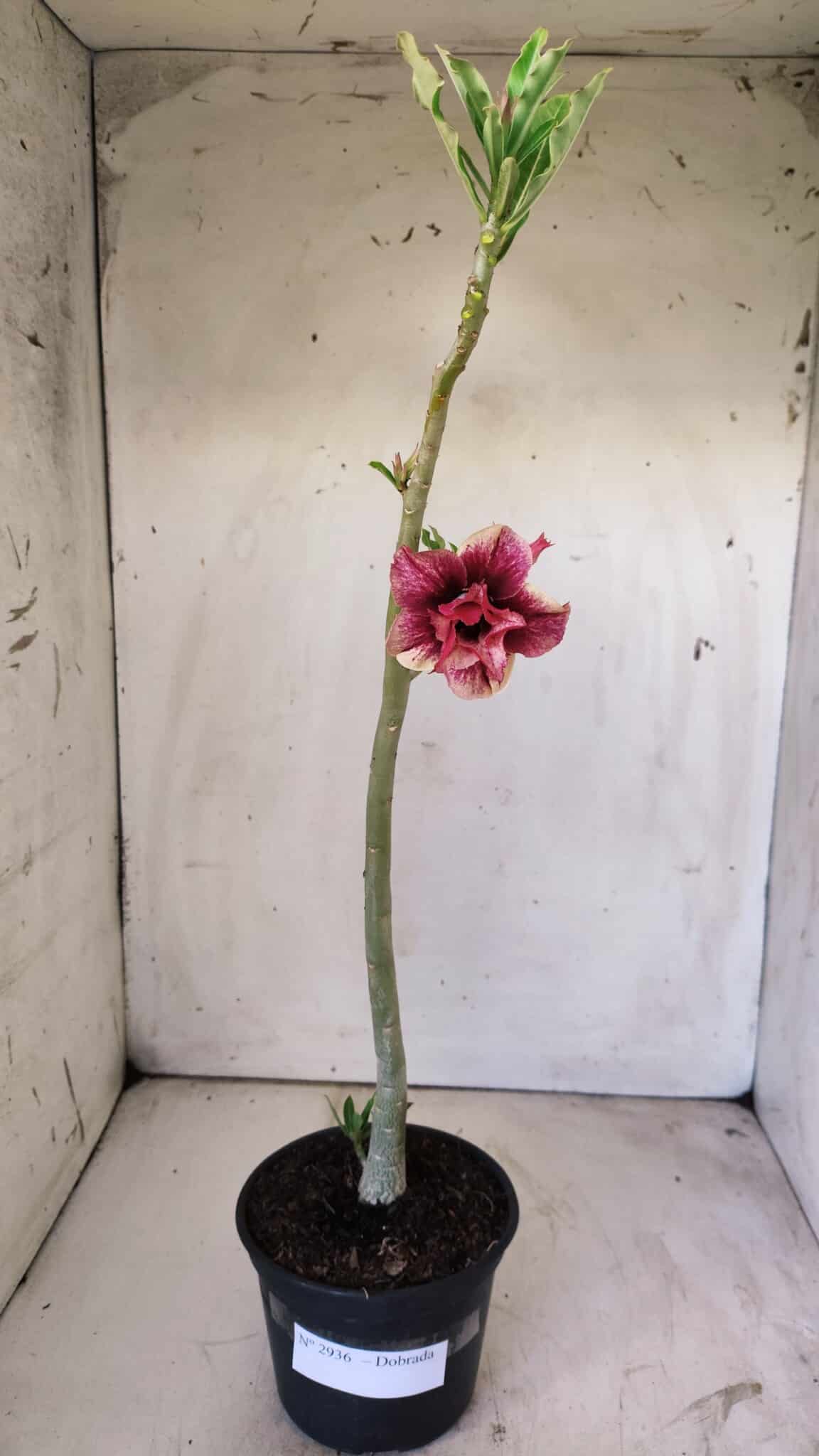 Planta Dobrada 2936 – 30cm – 02 anos