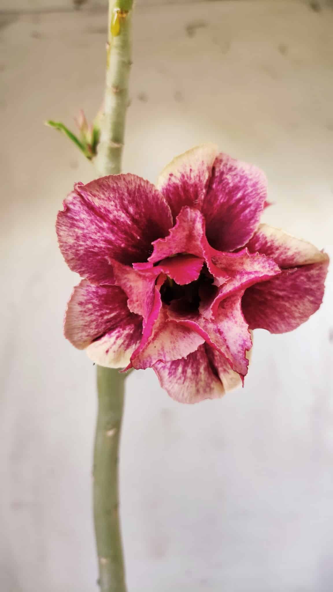 Planta Dobrada 2936 – 30cm – 02 anos