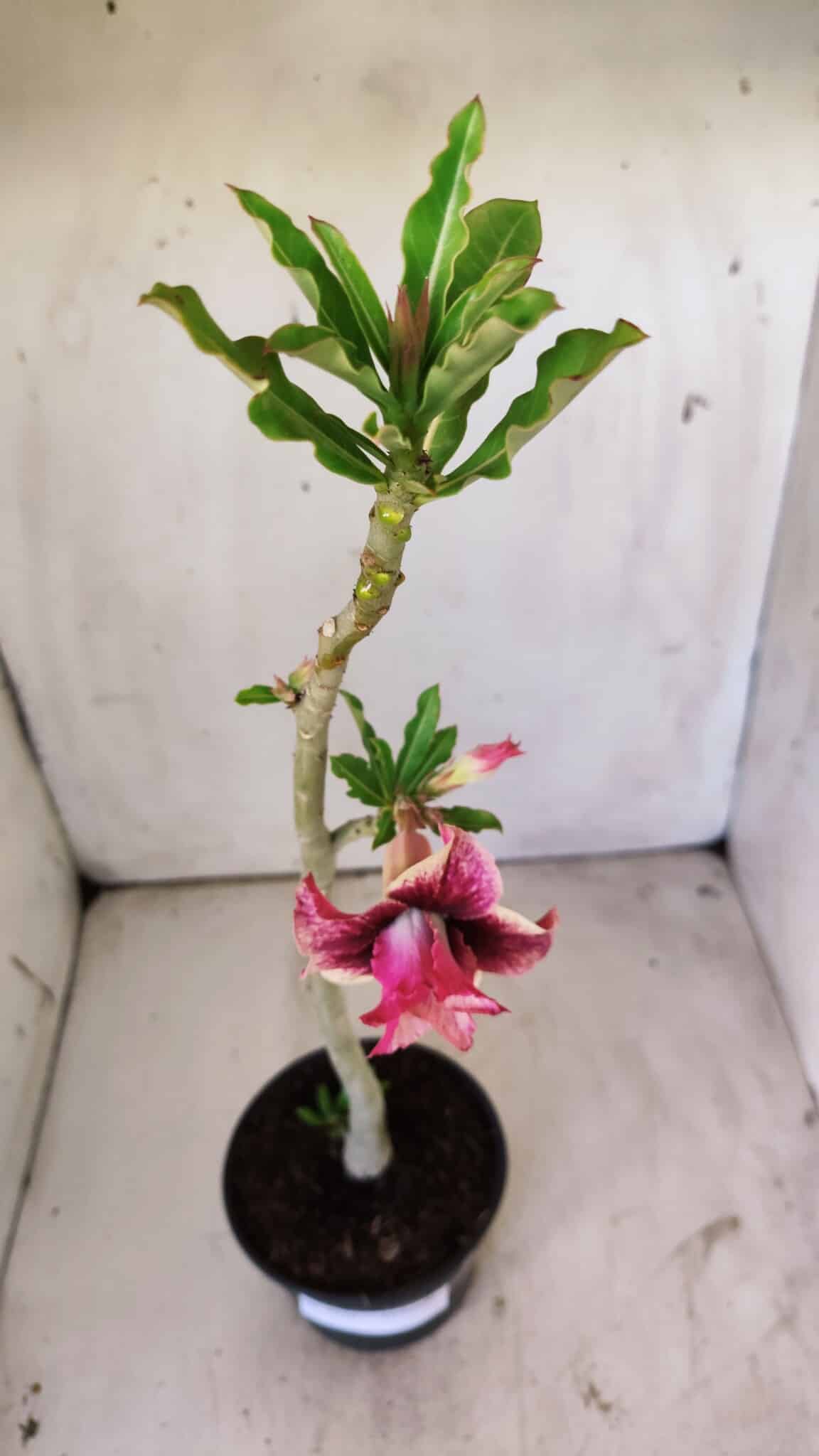 Planta Dobrada 2936 – 30cm – 02 anos