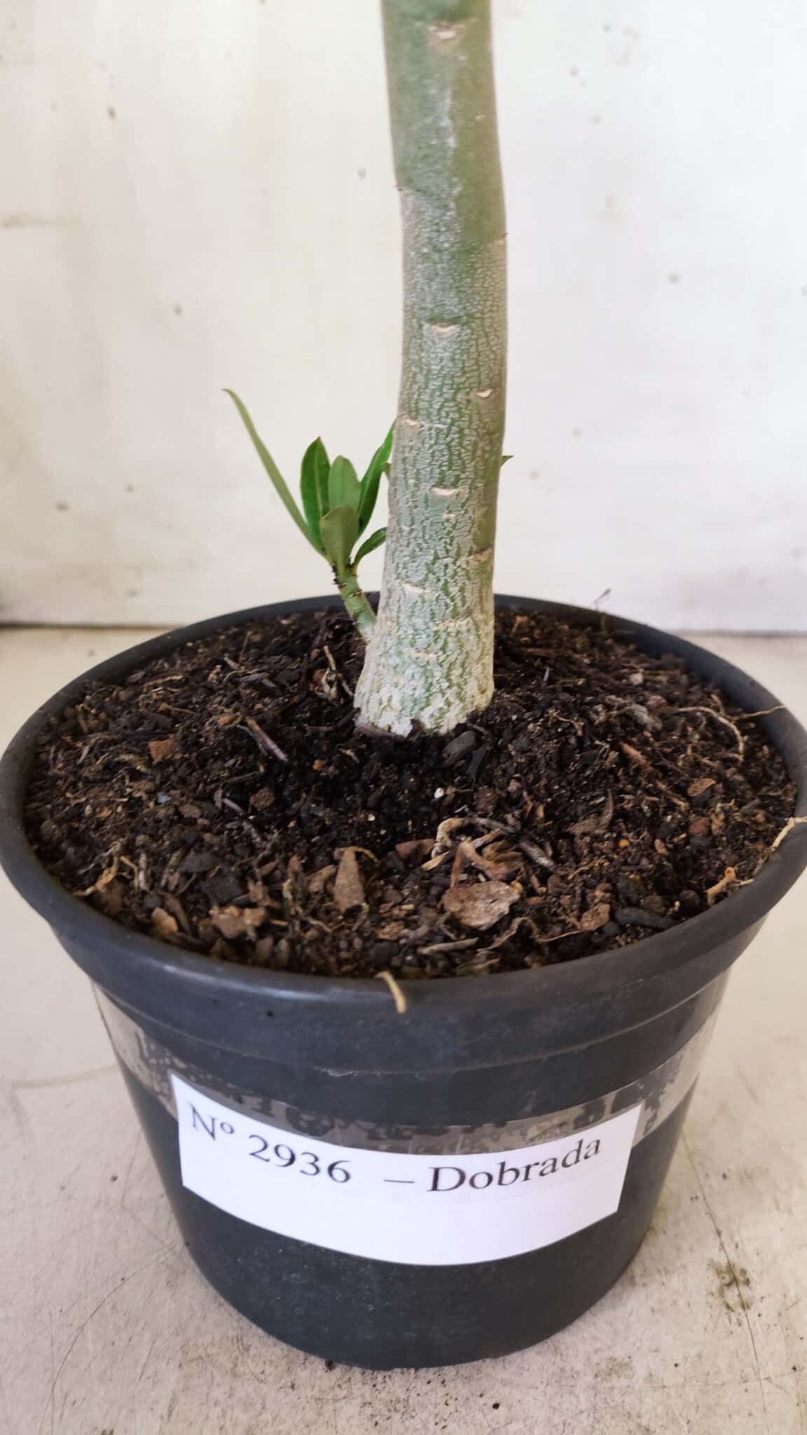 Planta Dobrada 2936 – 30cm – 02 anos