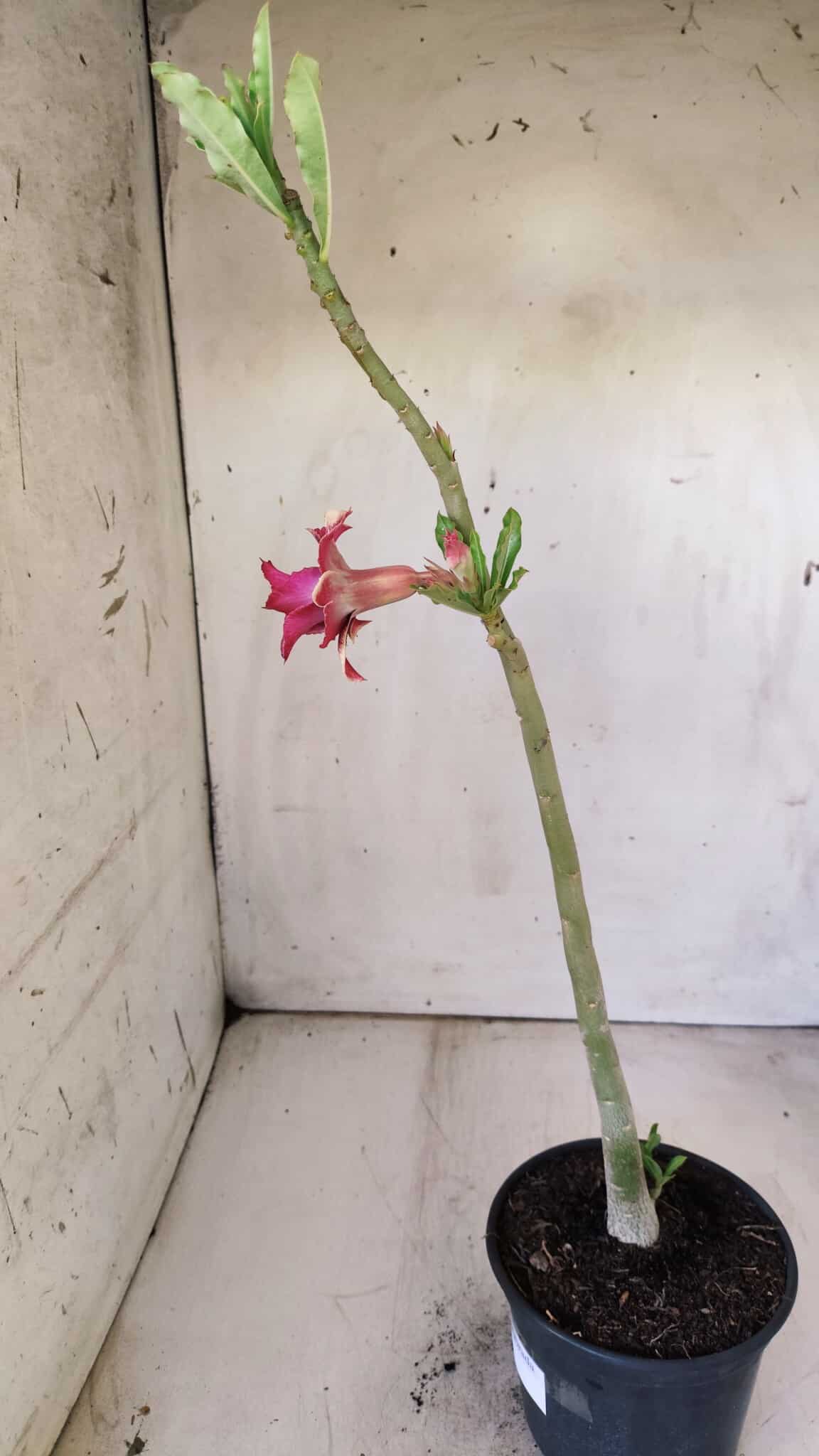 Planta Dobrada 2936 – 30cm – 02 anos