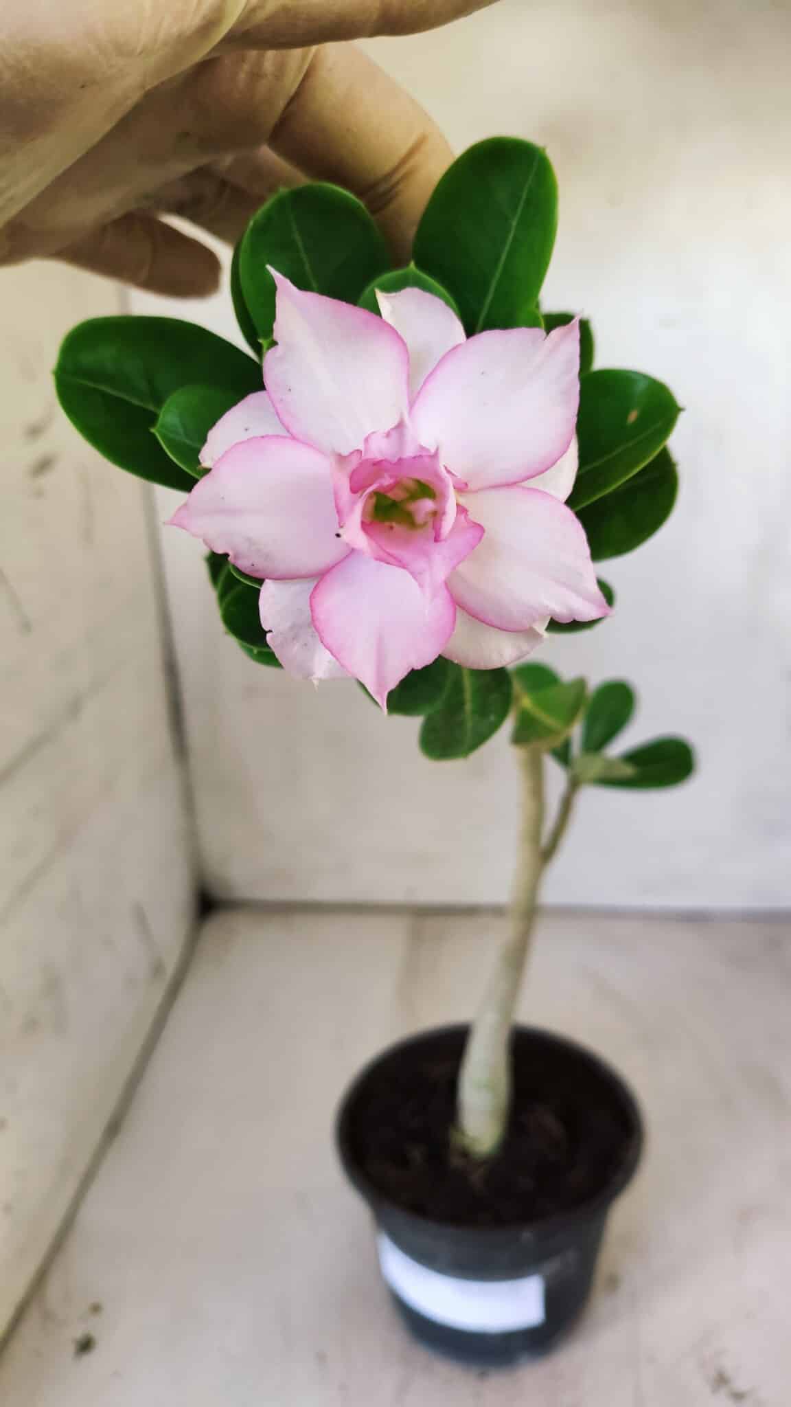 Planta Dobrada 2937 – 30cm – 02 anos