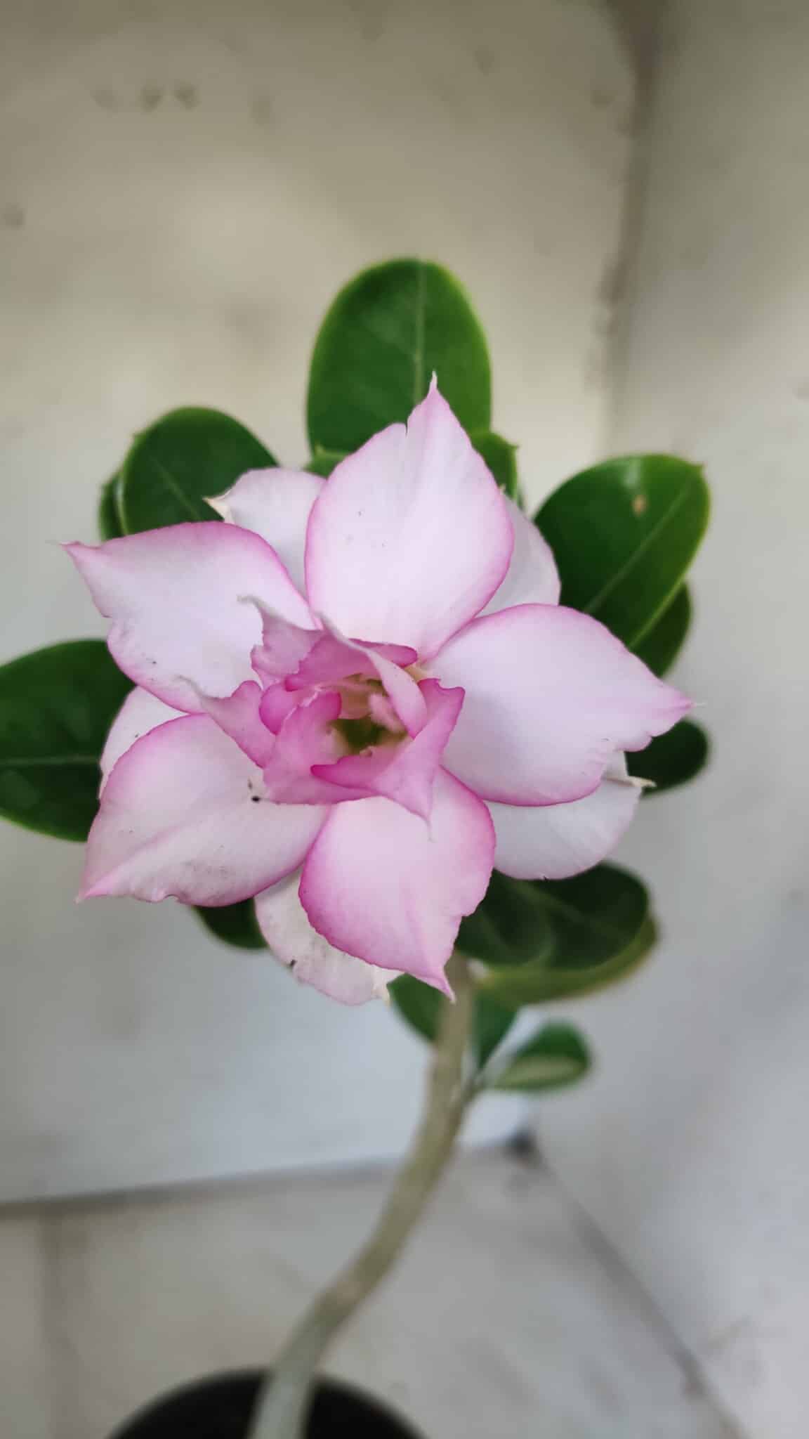 Planta Dobrada 2937 – 30cm – 02 anos